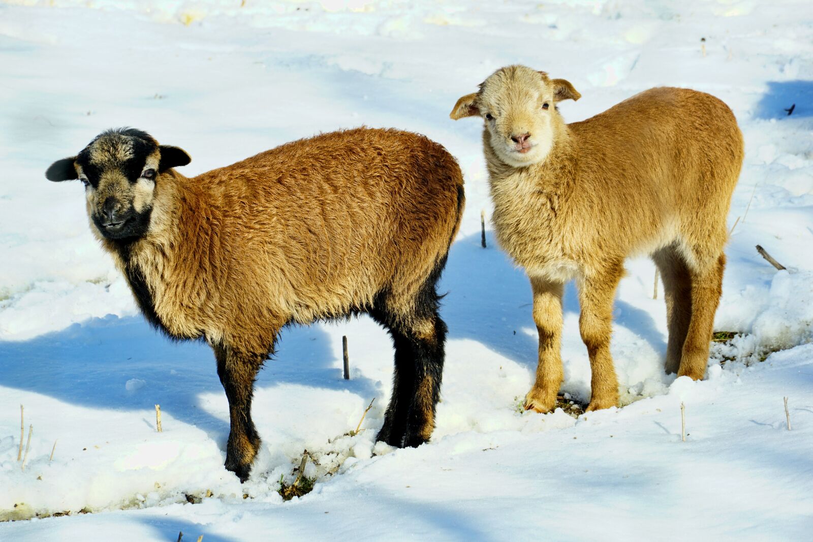 Sony E 18-135mm F3.5-5.6 OSS sample photo. Mammal, goat, farm photography
