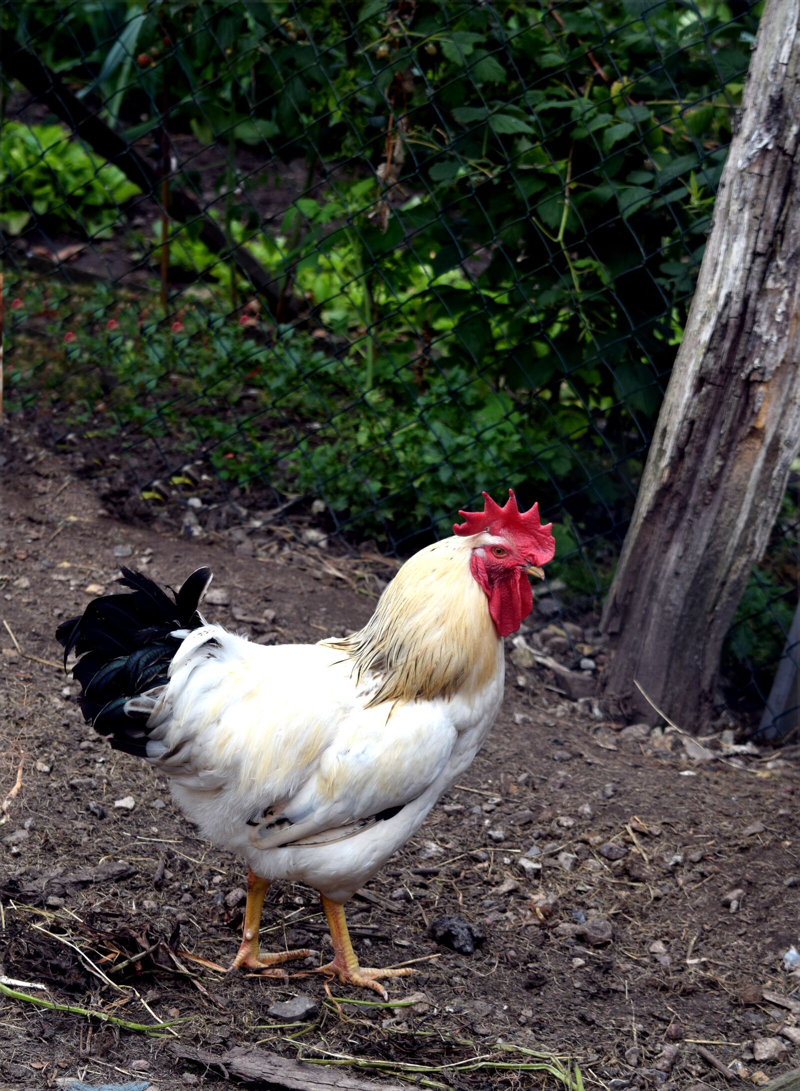 Nikon D5300 sample photo. Hahn, animal, bird photography