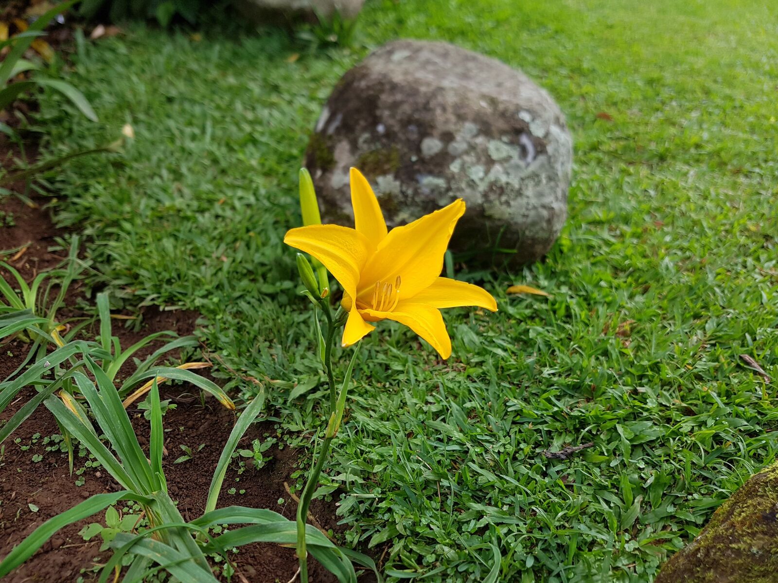 Samsung Galaxy S7 Edge sample photo. Yellow, flower, spring photography