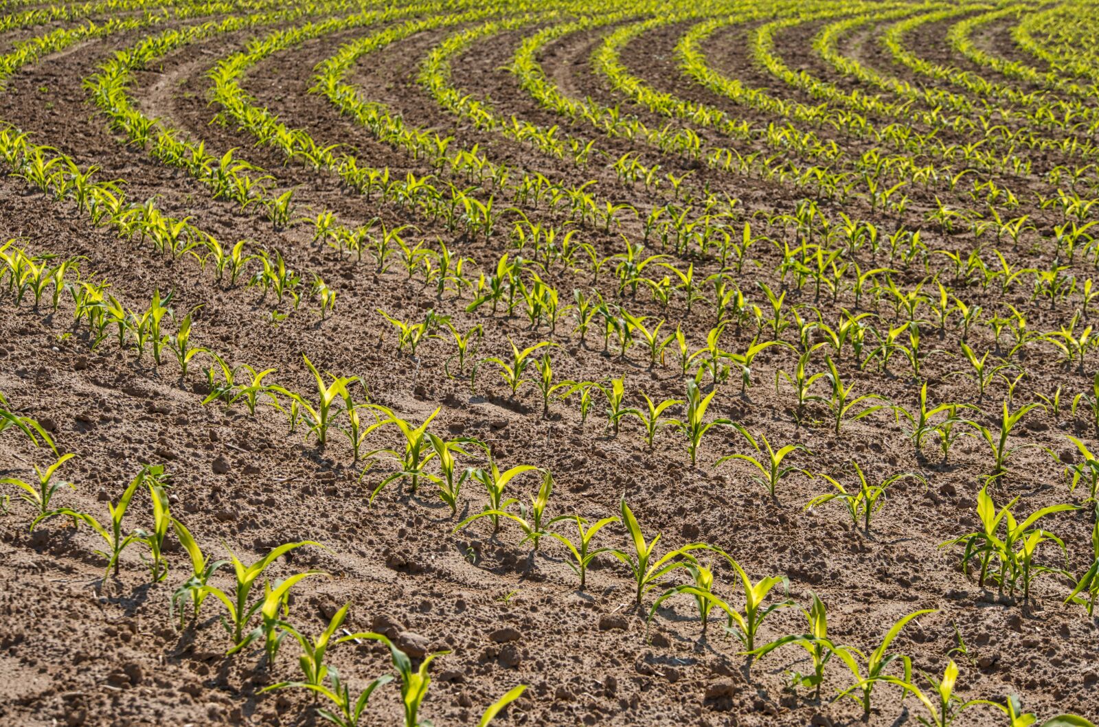 Sony a6400 sample photo. Field, agriculture, vegetables photography
