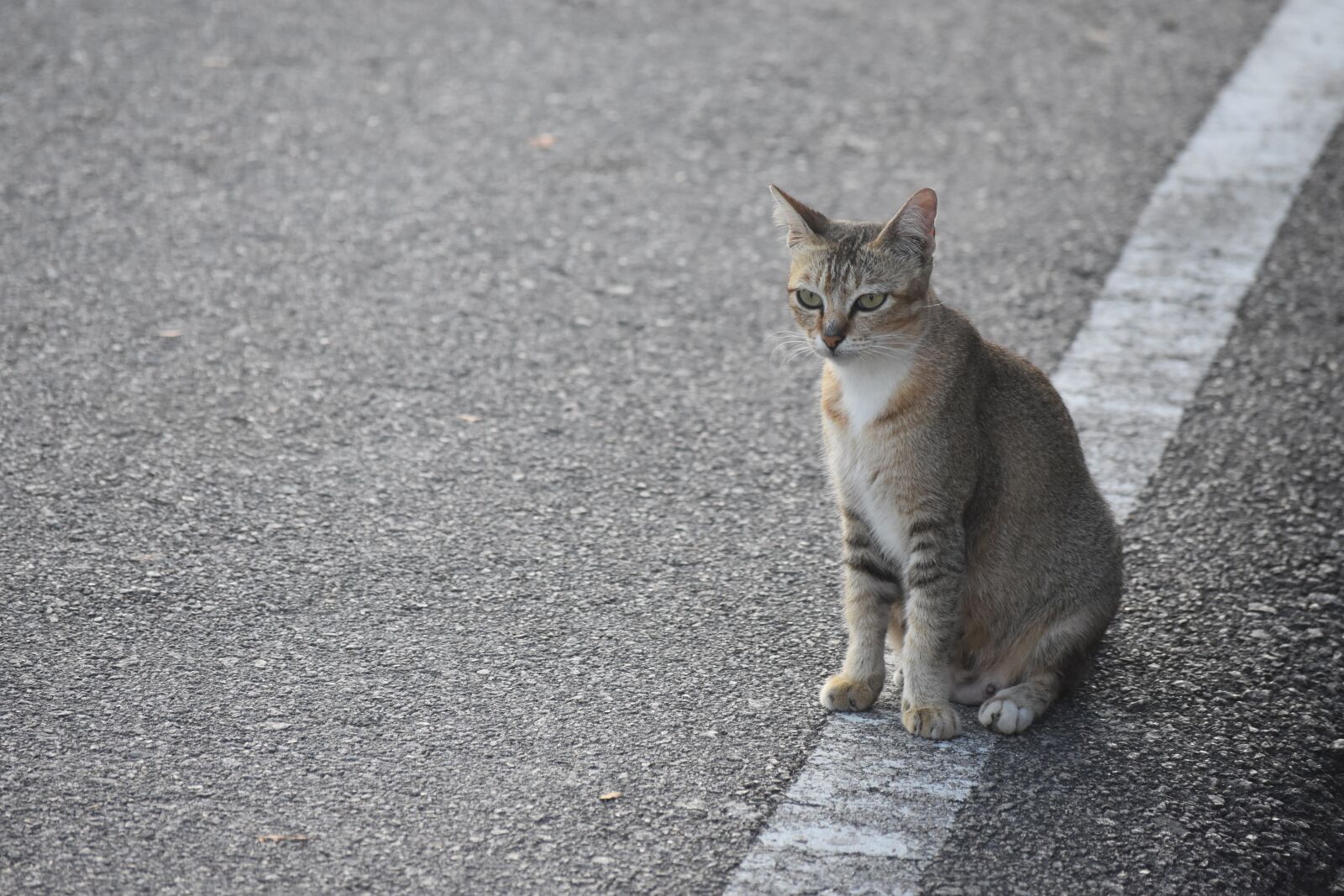 Nikon D3400 sample photo. Malaysia, cat, road photography