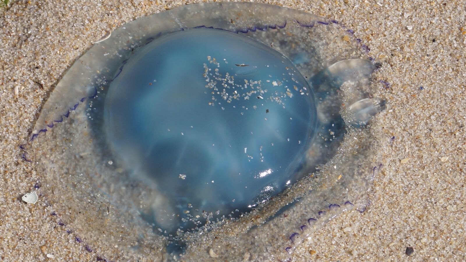 Sony DT 18-55mm F3.5-5.6 SAM II sample photo. Beach, sea, water photography