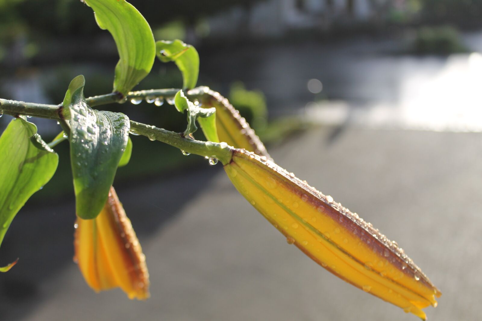 Canon EOS 1100D (EOS Rebel T3 / EOS Kiss X50) sample photo. Lily, bud, yellow photography