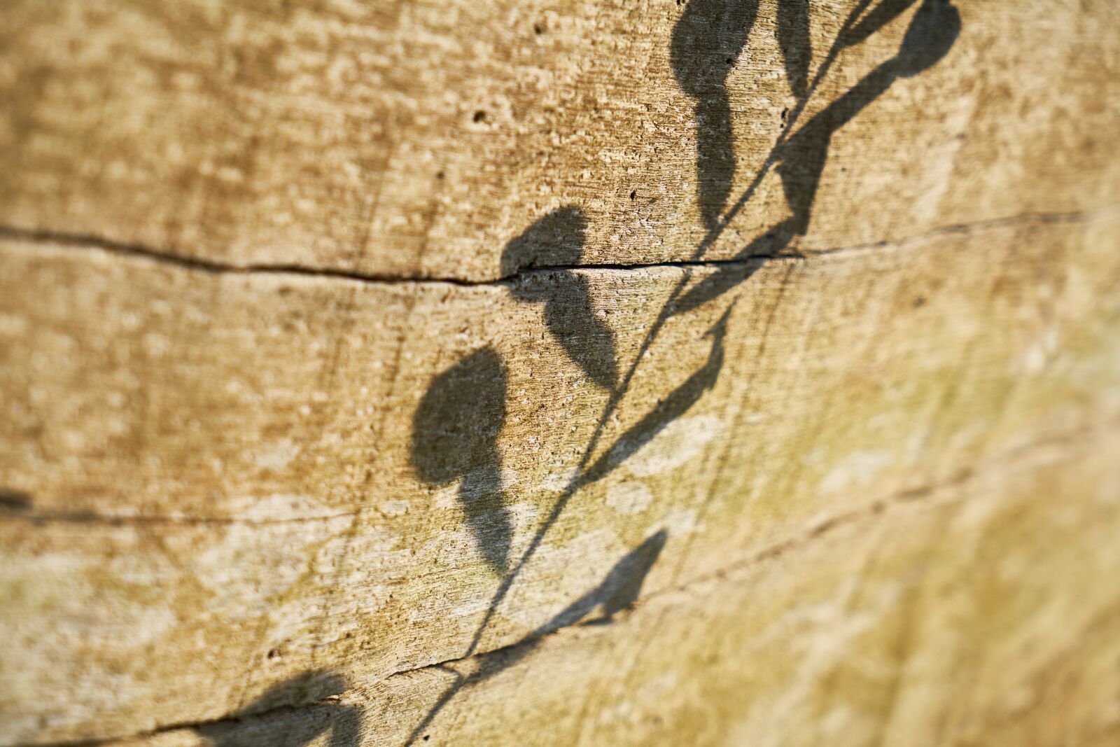 Sony a7R II sample photo. Wood-fibre boards, texture, wood photography