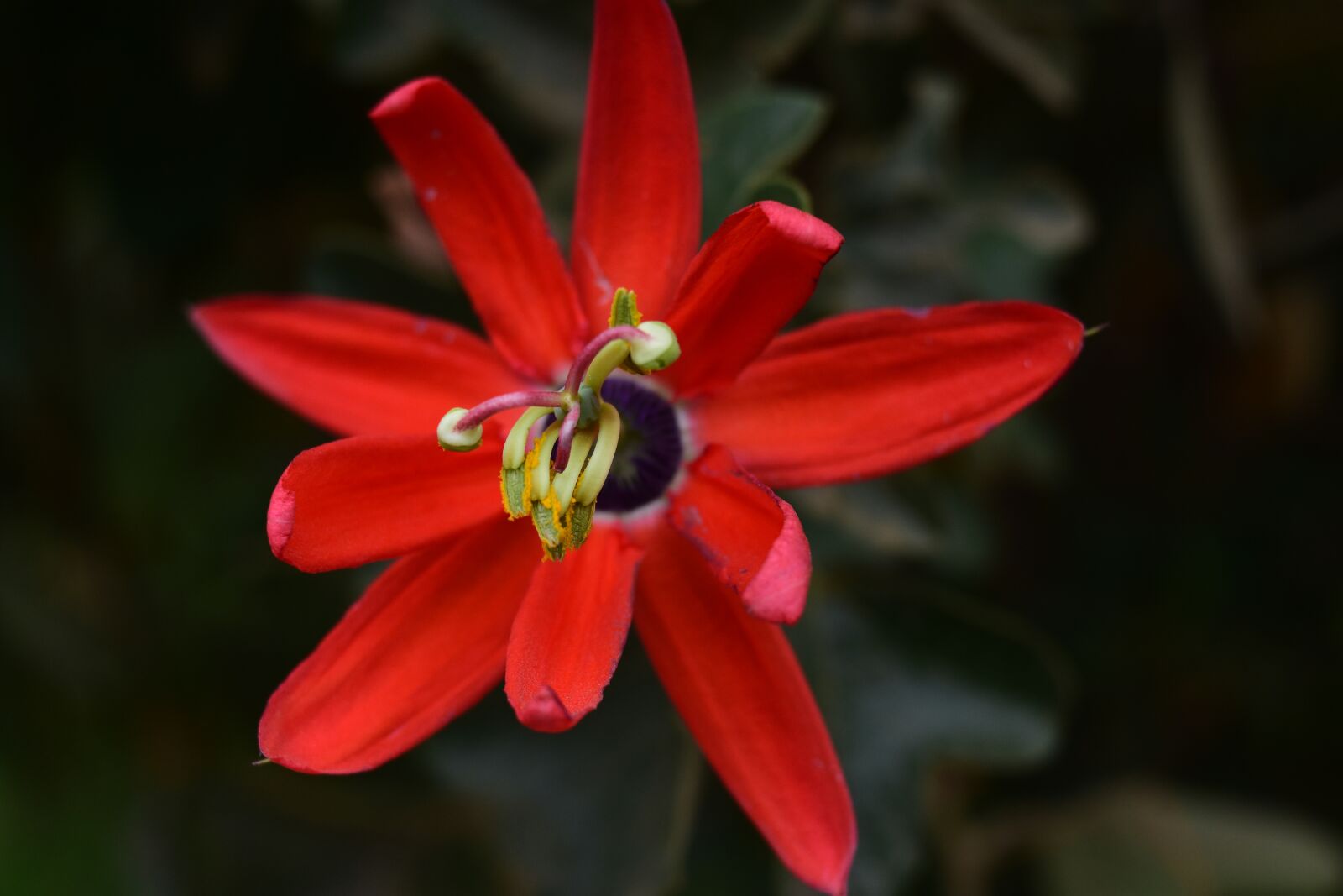 Nikon D3400 sample photo. Flower, nature, plant photography