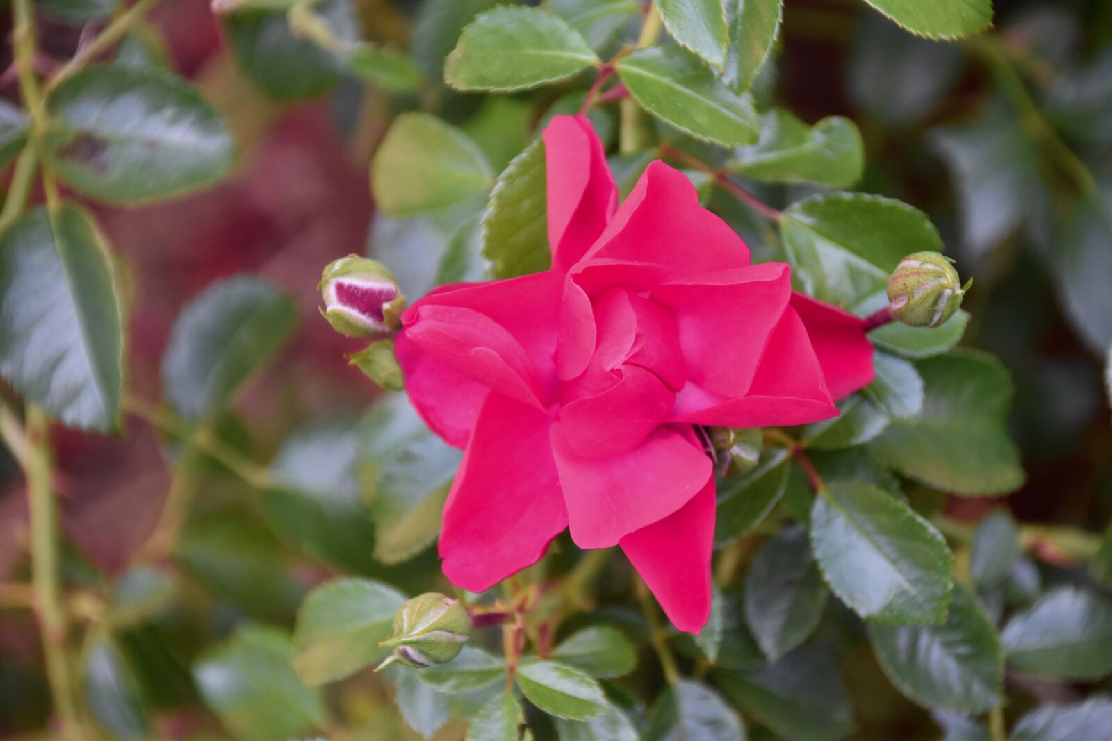 Nikon D5600 sample photo. Flower, pink, rose bud photography