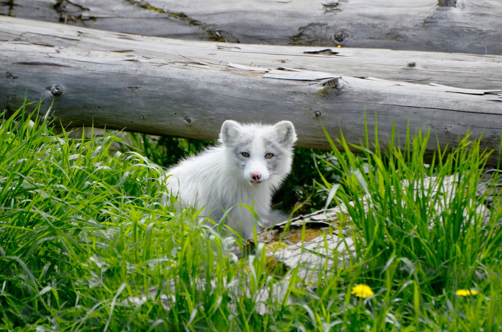 Nikon D7000 sample photo. Arctic, fox, animal photography