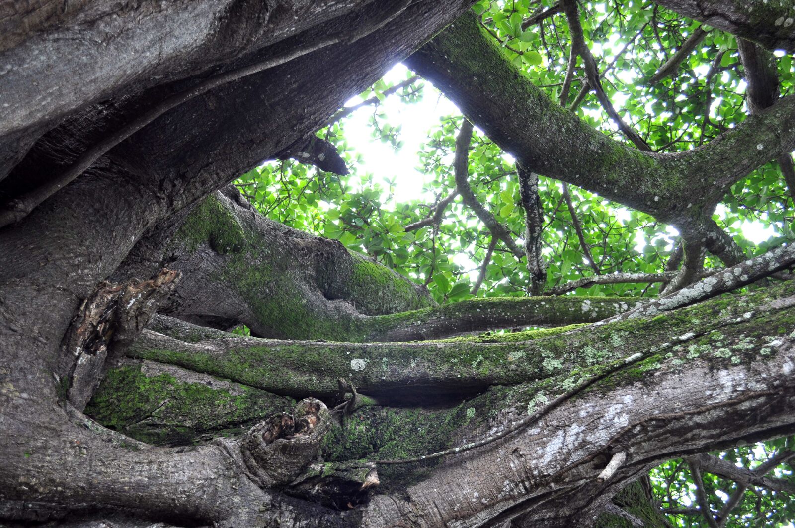 Nikon D5000 sample photo. Intertwined, branches, trees, wood photography