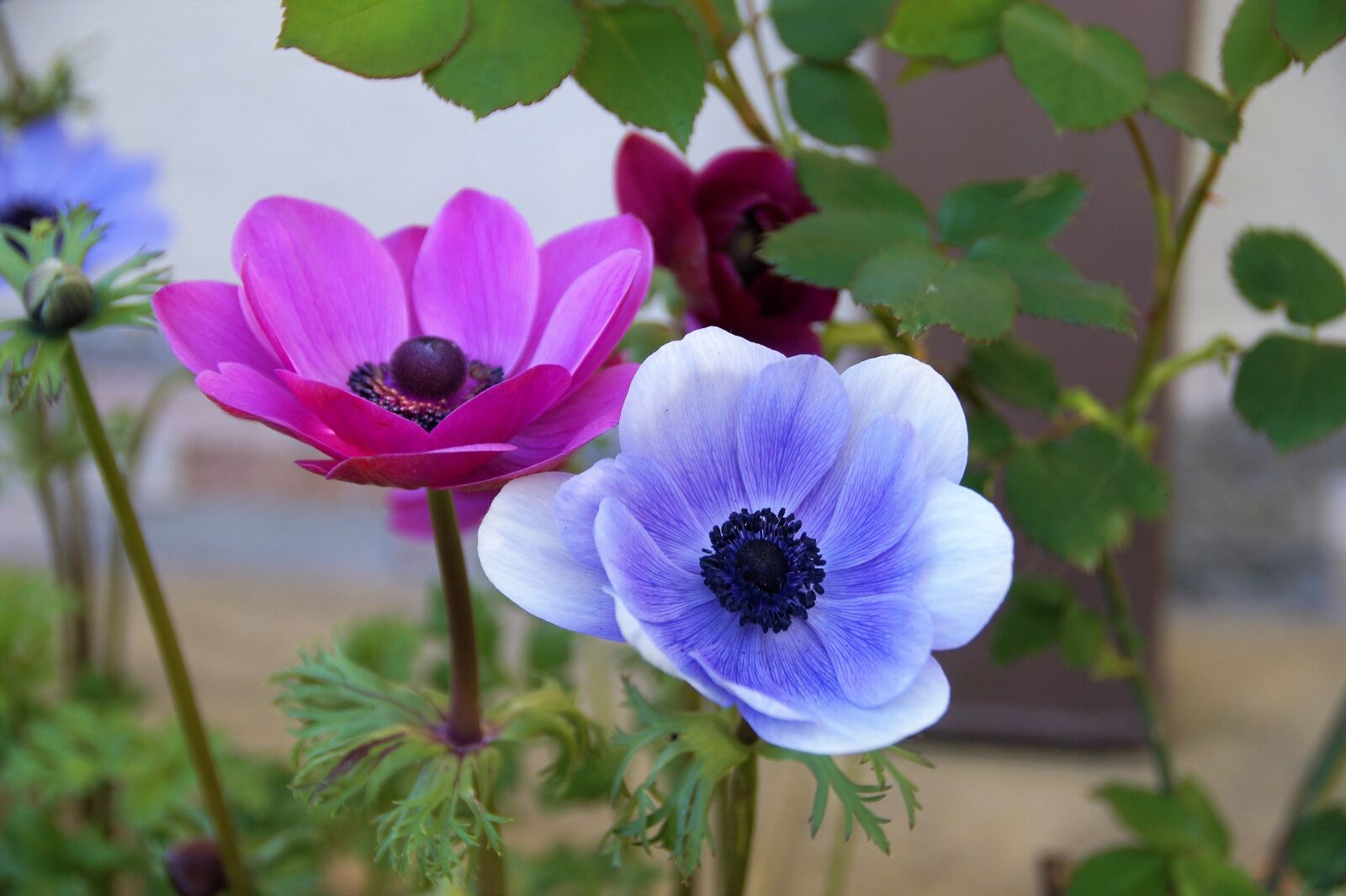 Sony SLT-A58 sample photo. Anemone, věncová, jerusalem photography