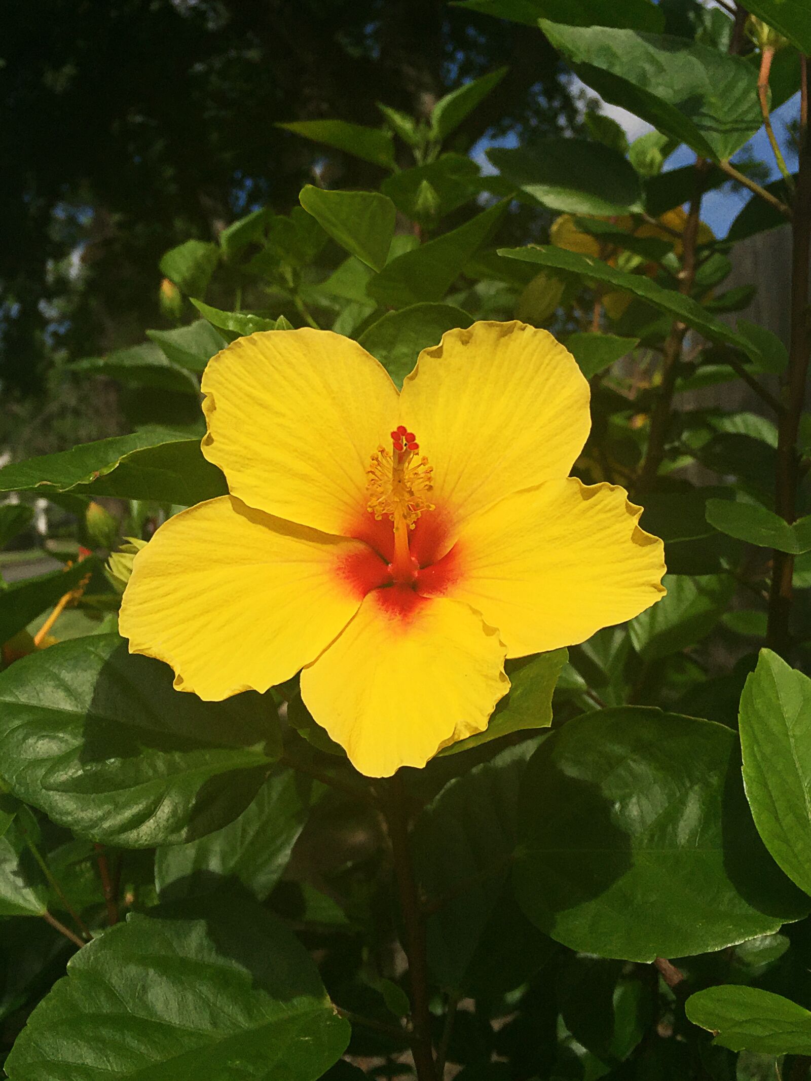 iPhone 6 Plus back camera 4.15mm f/2.2 sample photo. Hibiscus, flower, tropical photography