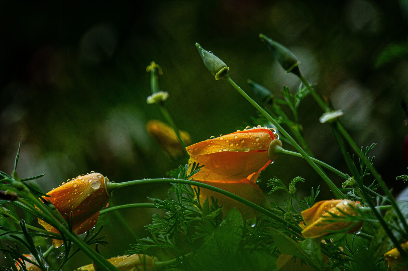 Sony Alpha NEX-3 + Sony E 55-210mm F4.5-6.3 OSS sample photo. Garden, rain, spring photography
