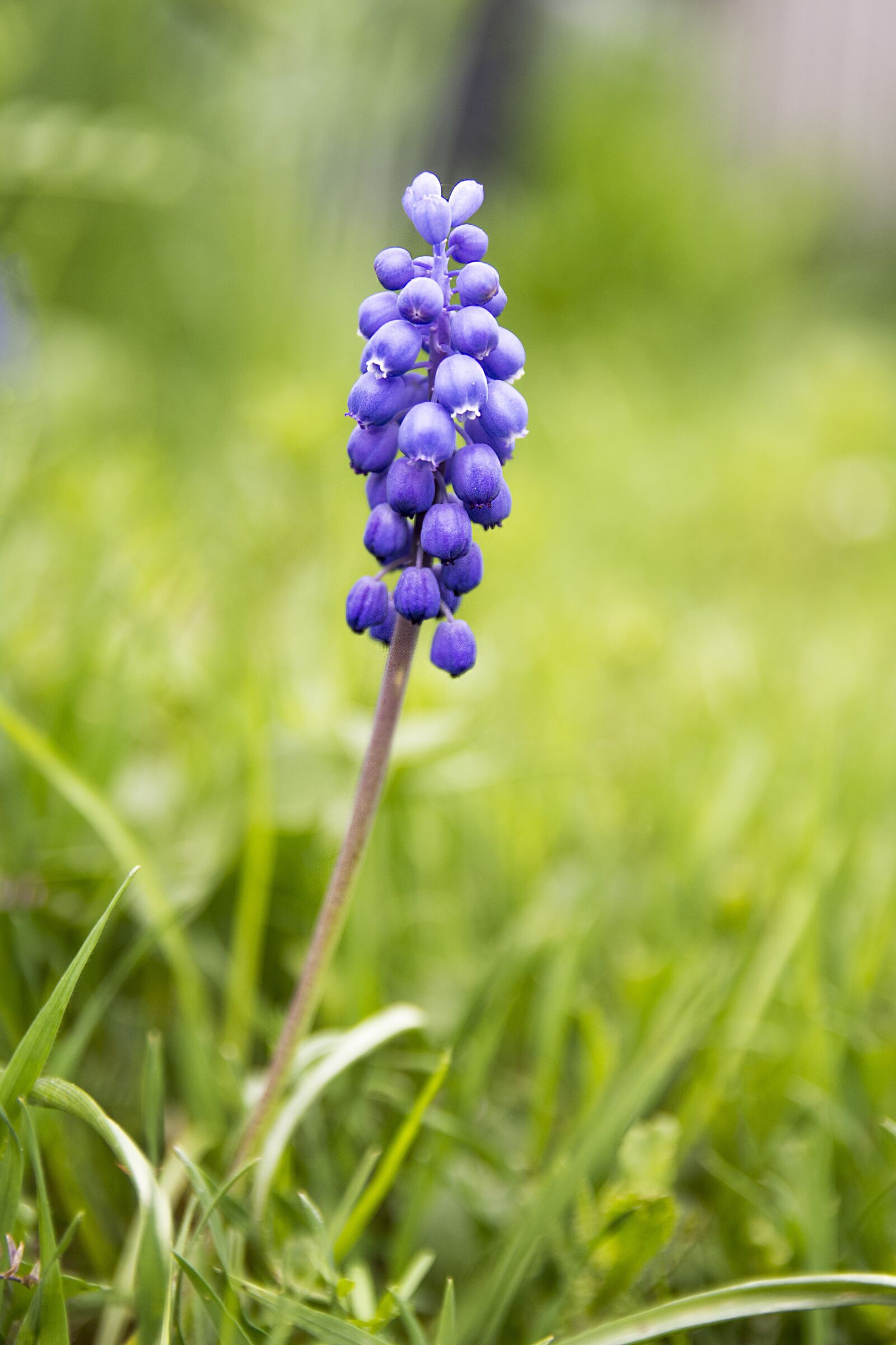 Nikon D7200 sample photo. Flower, plant, spring photography