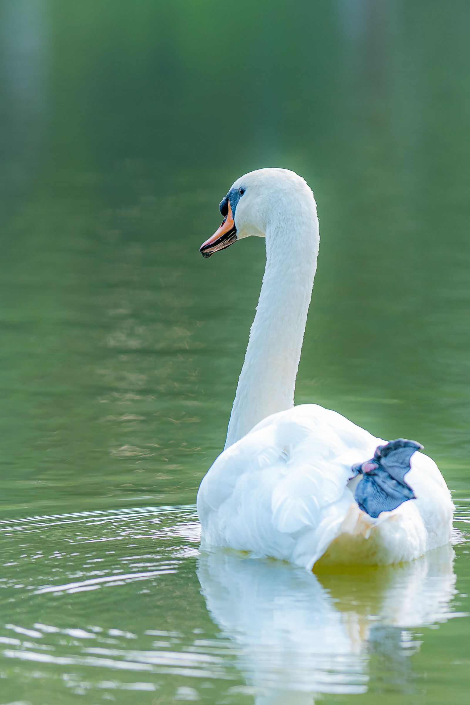 Nikon D810 sample photo. Swan, outdoor, water photography