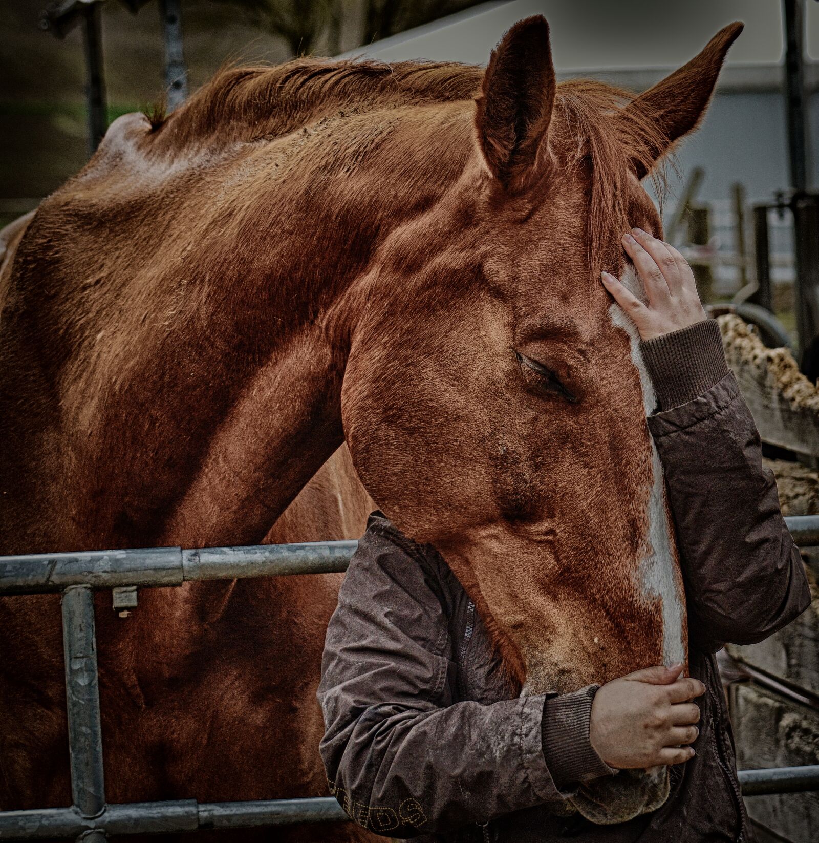 Nikon D3200 sample photo. Love for animals, friendship photography