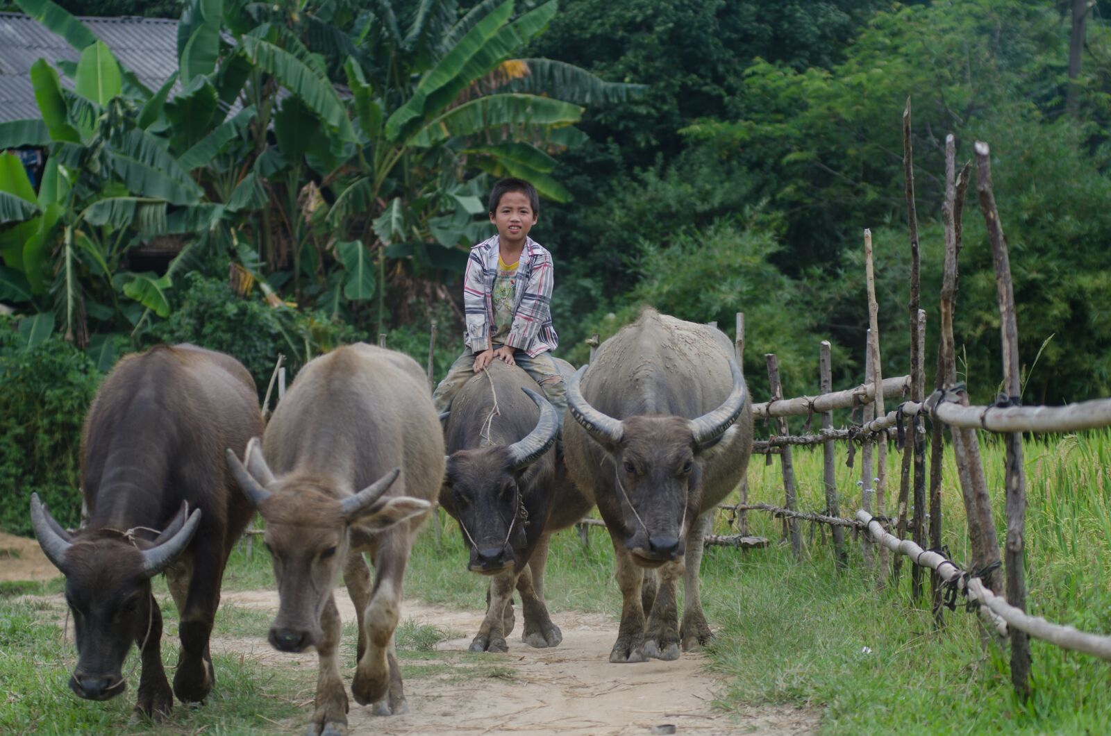 Nikon D7000 sample photo. Buffalo, farmer, water photography
