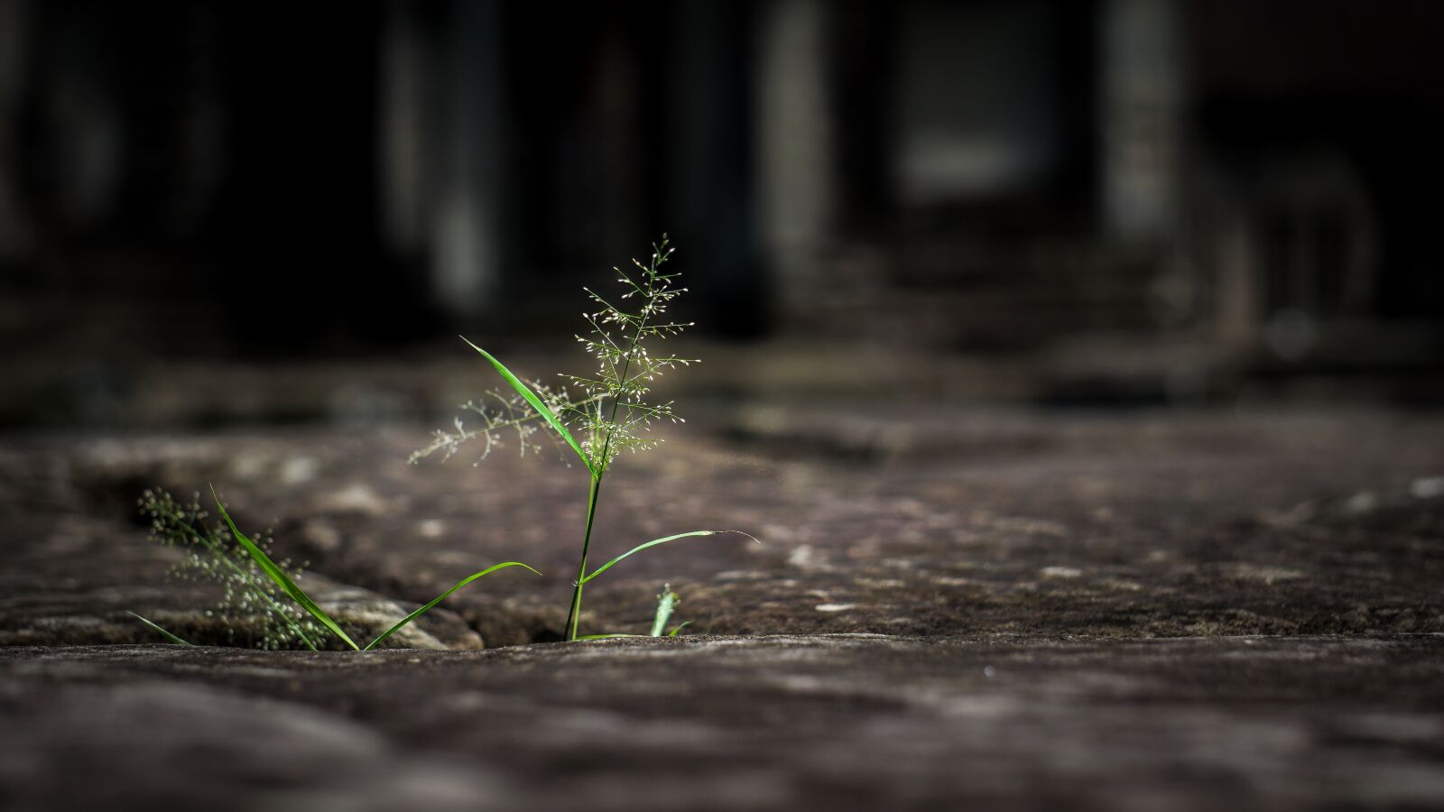 Sony a6000 sample photo. Courage, strong, rock photography