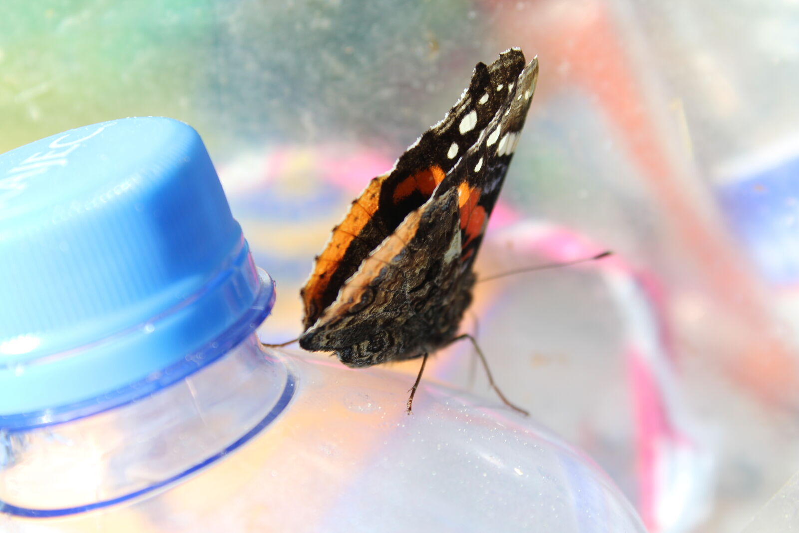 Canon EOS 1300D (EOS Rebel T6 / EOS Kiss X80) sample photo. Bottle, bottles, butterfly, plastic photography