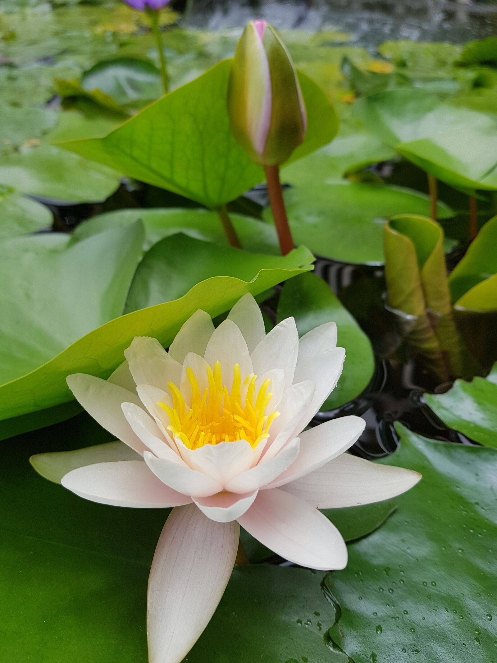 Samsung Galaxy Note Fan Edition sample photo. Lotus, white, flower photography