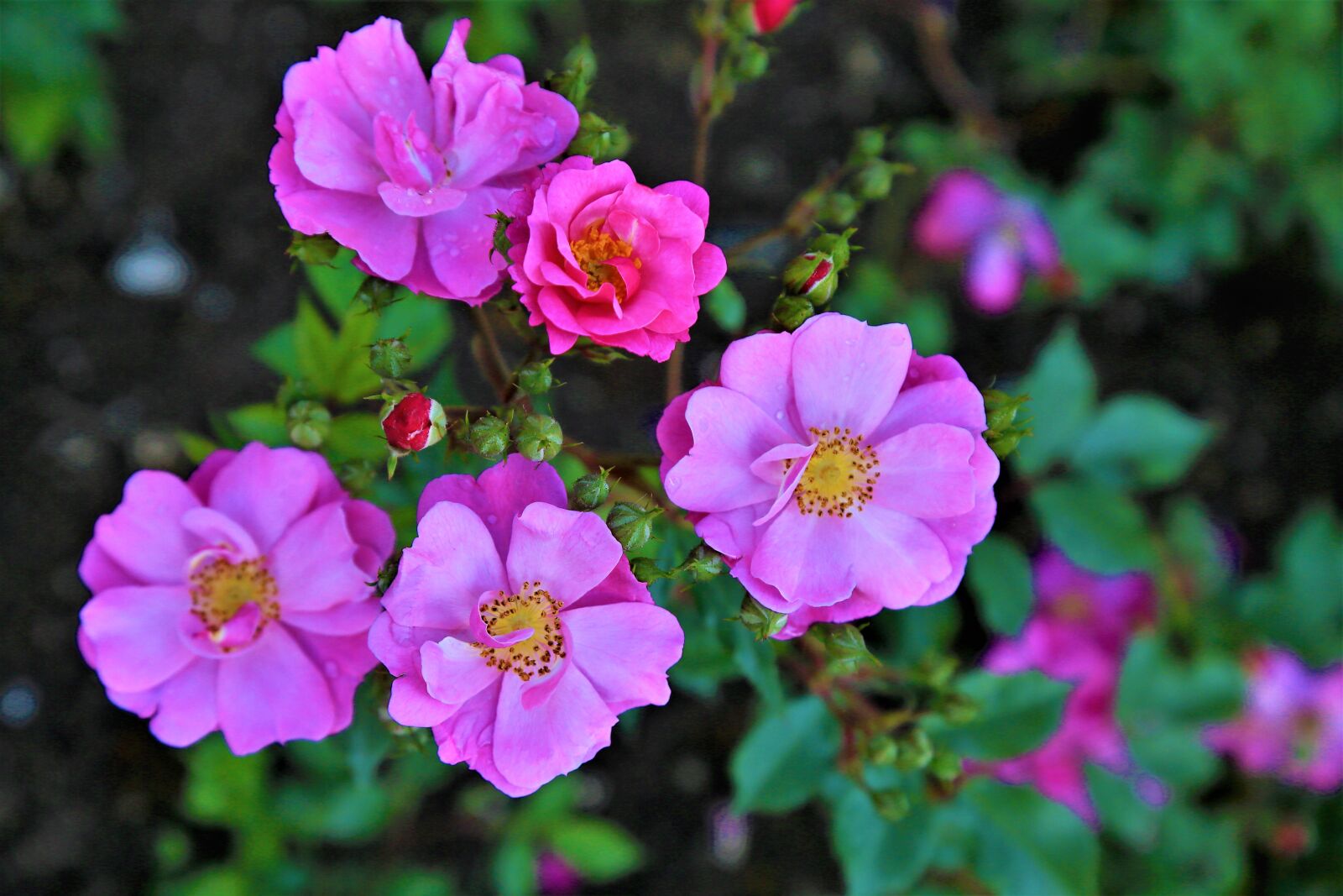 Canon EOS 5D Mark III sample photo. Flower, rose, pink photography