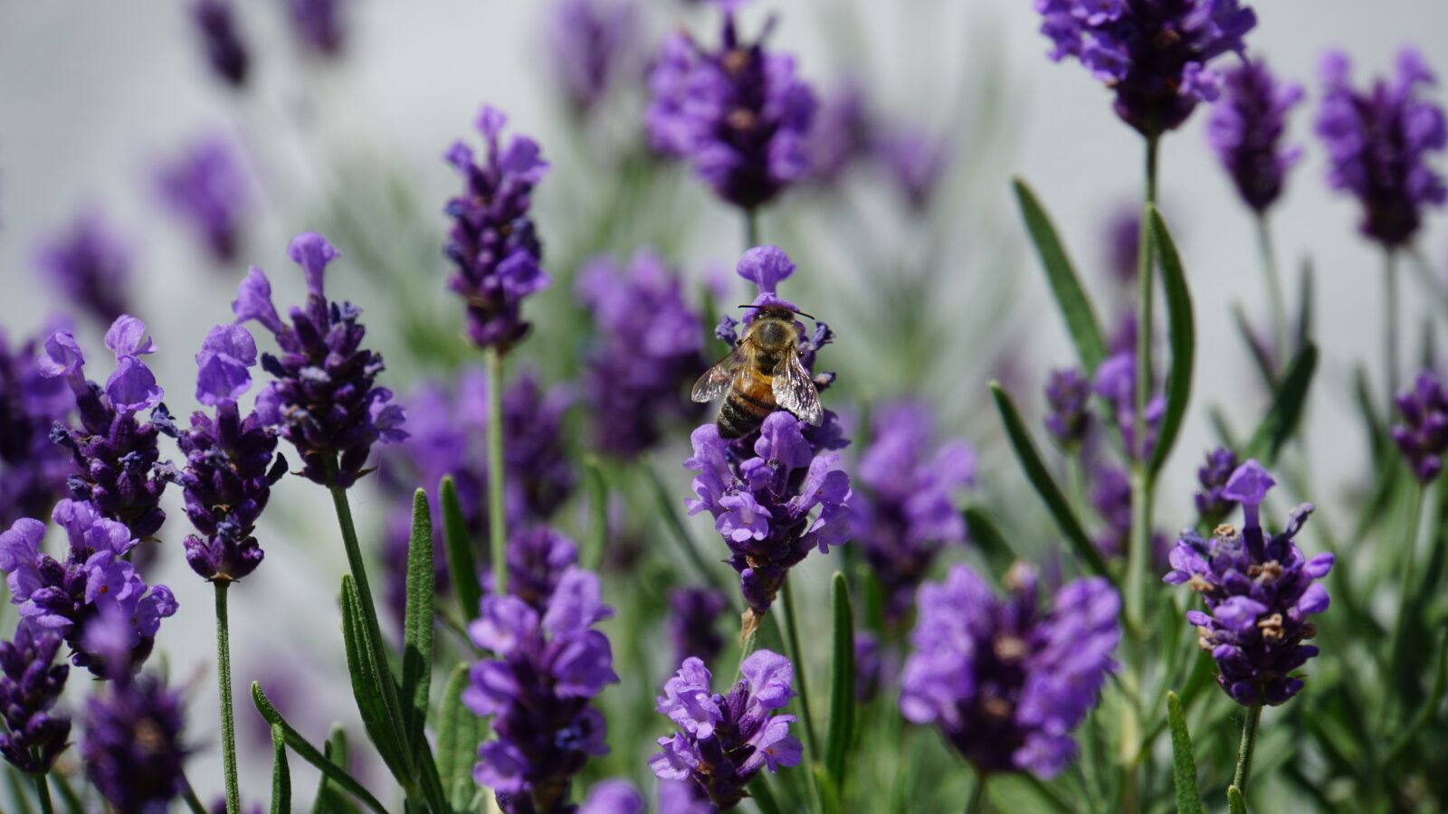 Sony E 18-200mm F3.5-6.3 OSS LE sample photo. Honey bee, lavender, insect photography