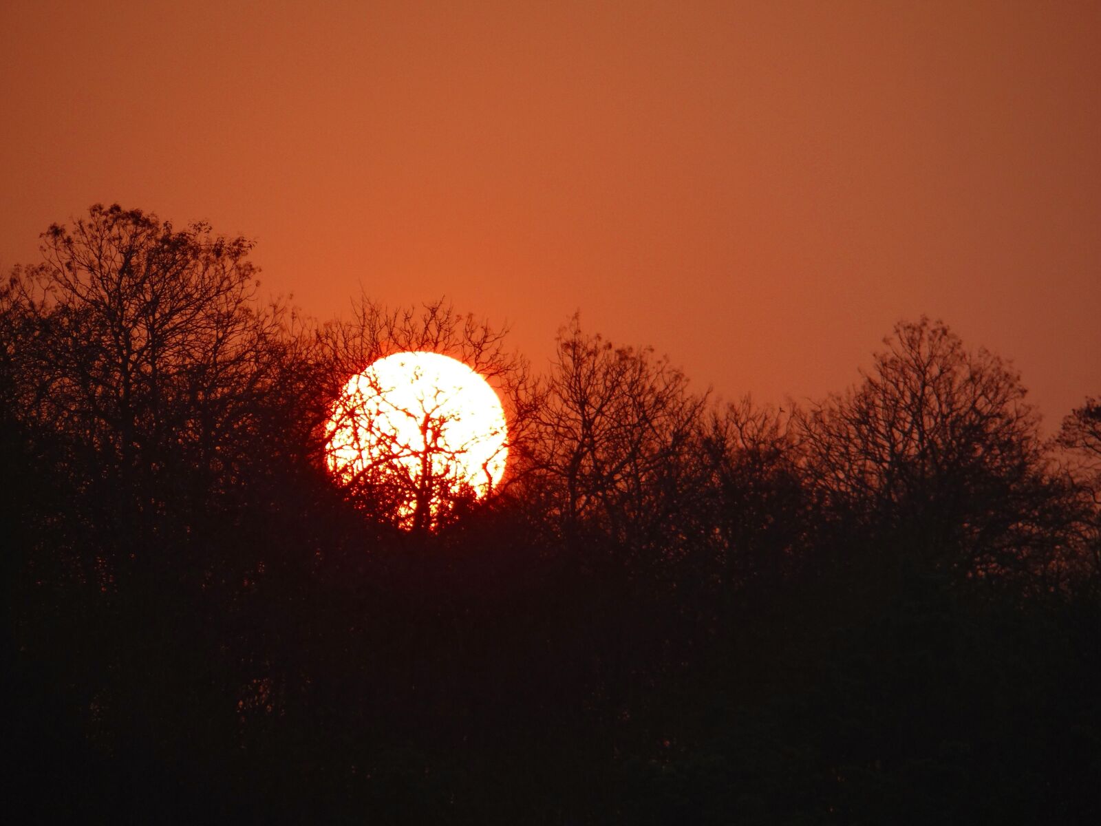 Sony DSC-HX200V sample photo. Sunset, glow, forest photography
