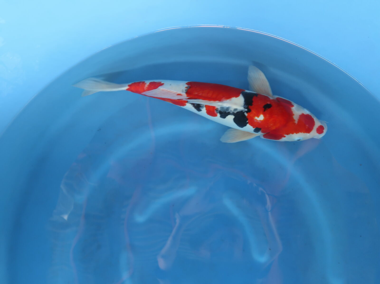 Canon PowerShot G7 X Mark II sample photo. Koi, fishes photography