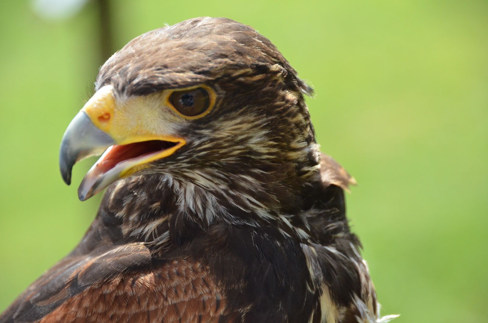 Nikon D7000 sample photo. Falcon, bird, nature photography