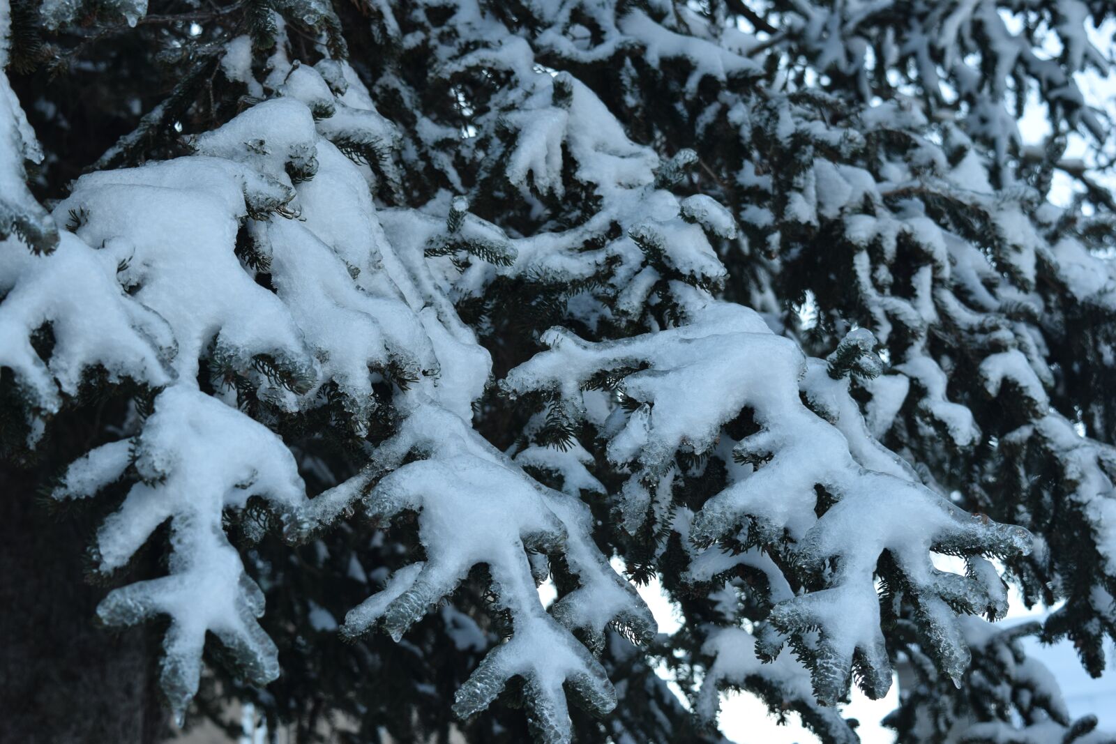 Nikon D5300 sample photo. Snow, ice, evergreen photography