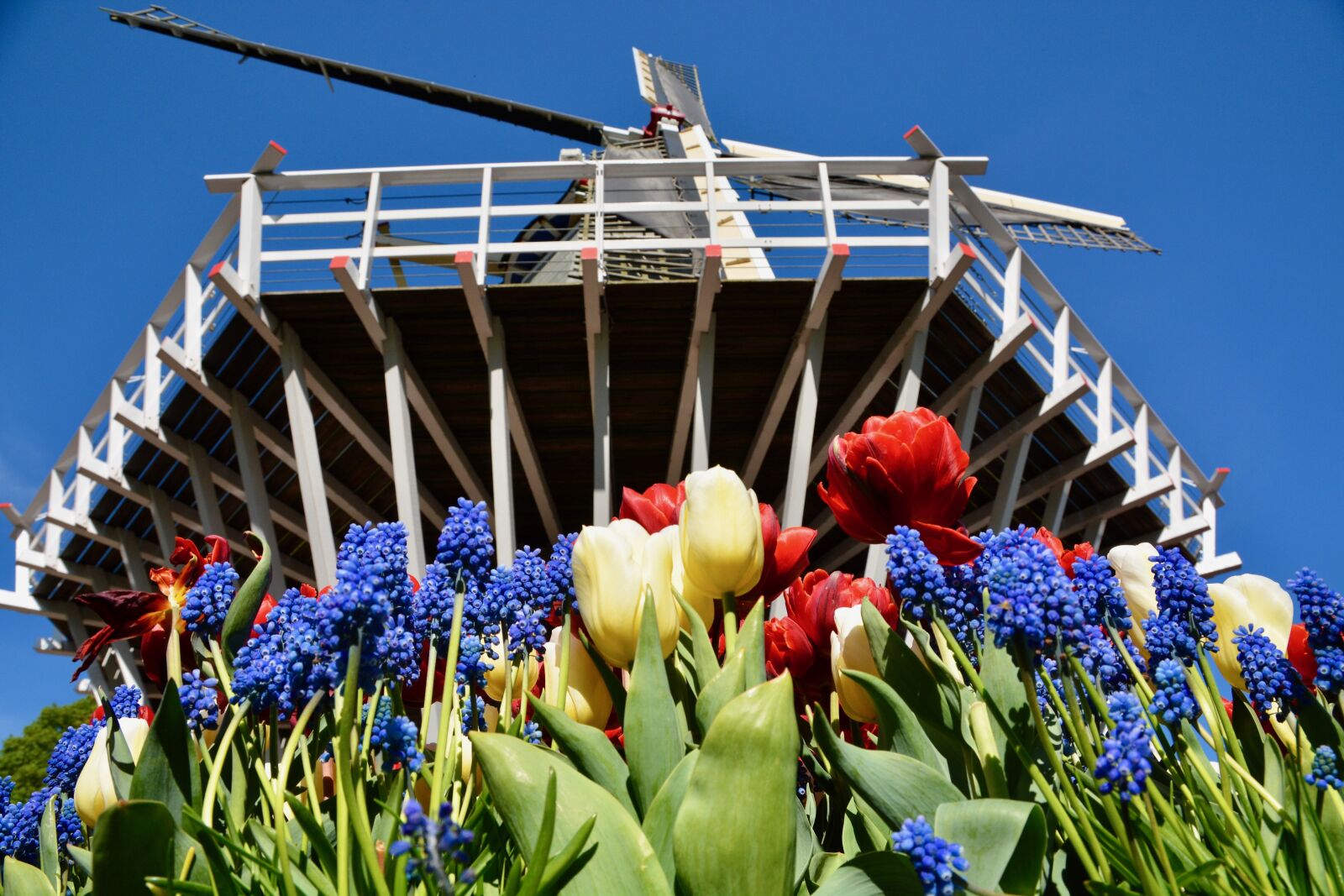 Nikon D7100 sample photo. Tulips, and, windmill photography