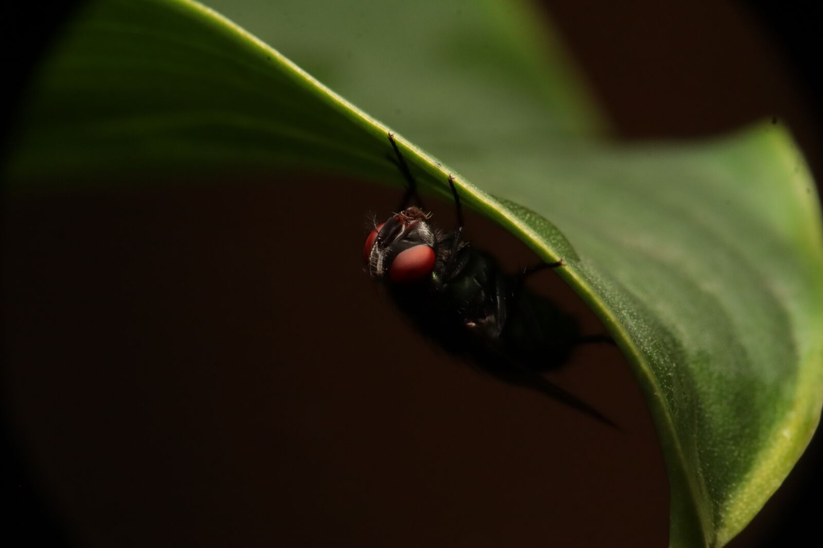 Canon EOS M50 (EOS Kiss M) sample photo. Insect, nature, garden photography