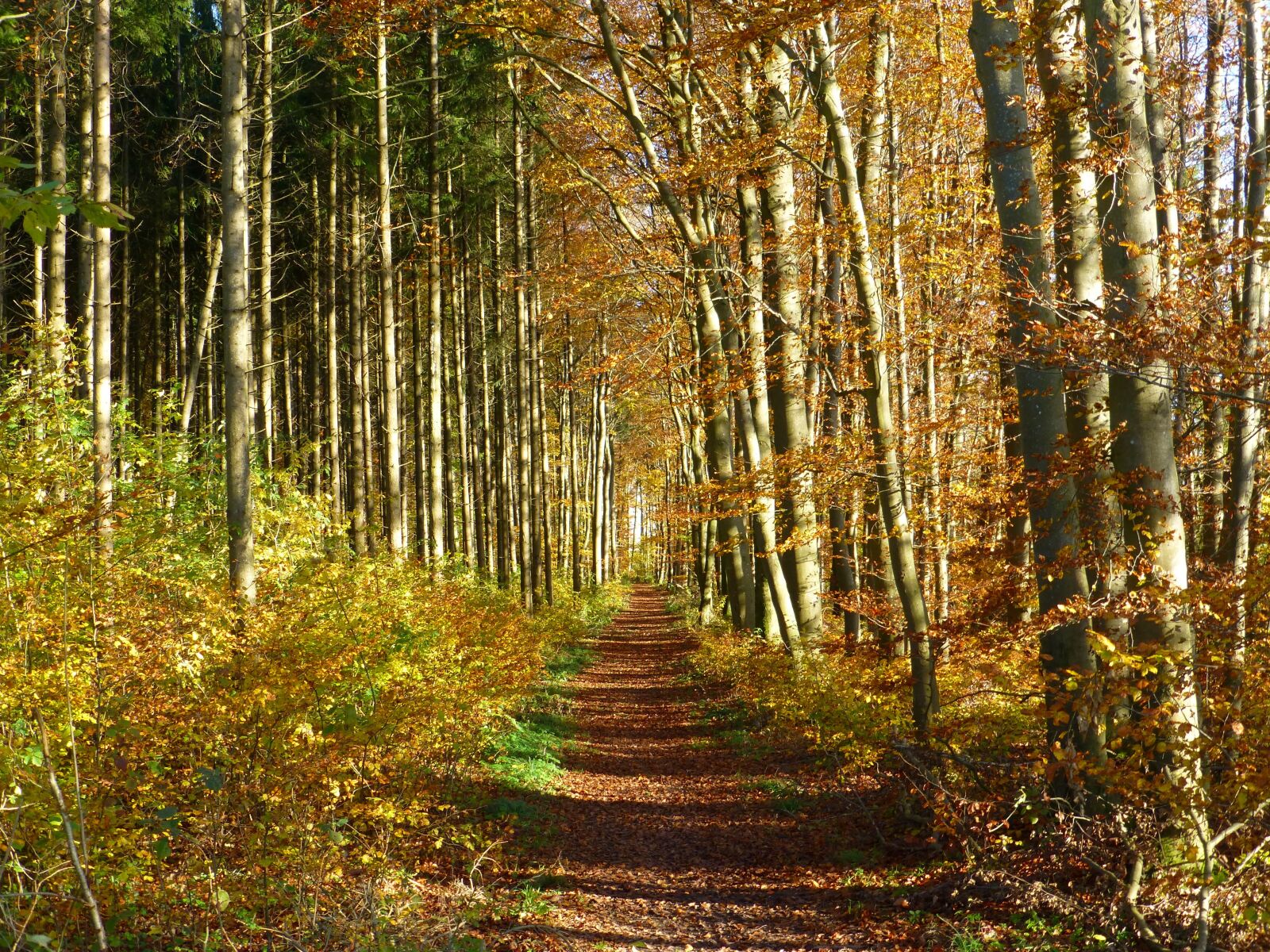 Panasonic DMC-TZ31 sample photo. Autumn mood, forest path photography
