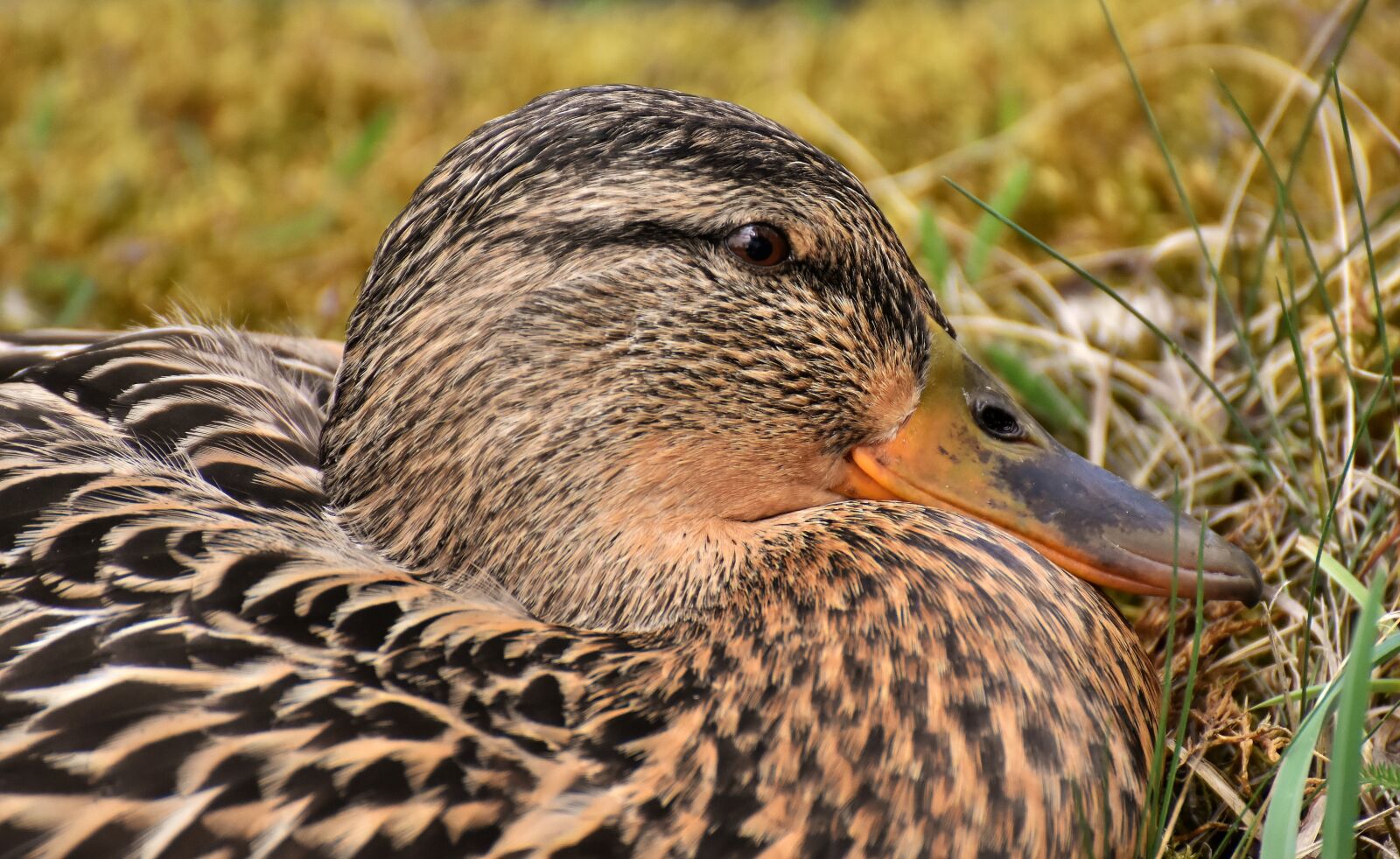 Nikon D7200 sample photo. Mallard, cute, nature photography