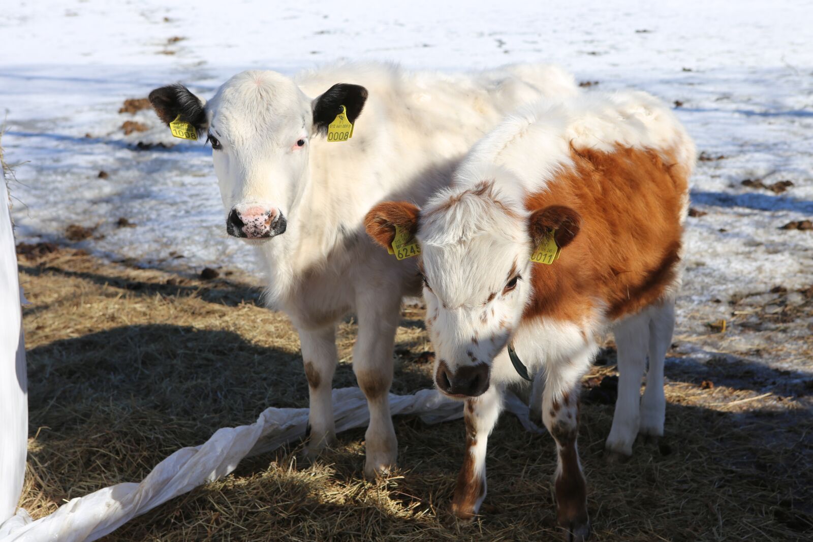 Canon EOS 6D + Canon EF 24-70mm F2.8L USM sample photo. Livestock, bovine, the cow photography