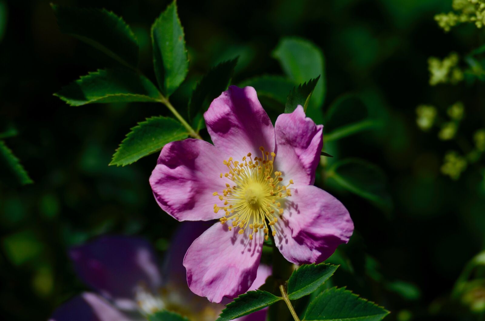 Nikon D5100 sample photo. Wild rose, blossom, bloom photography