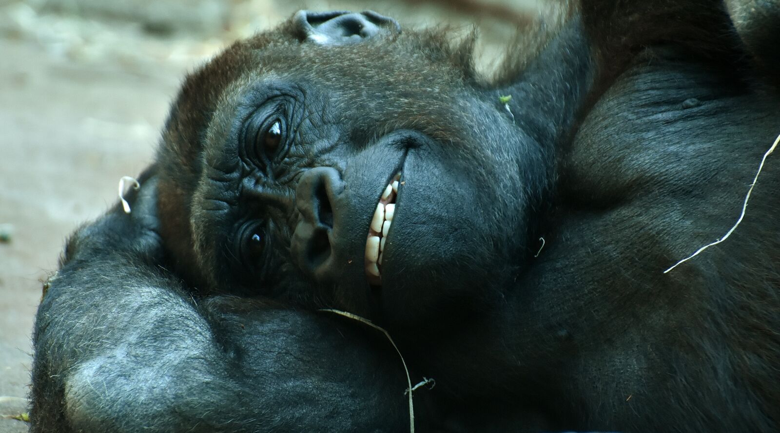 Nikon D7200 sample photo. Gorilla, monkey, animal photography