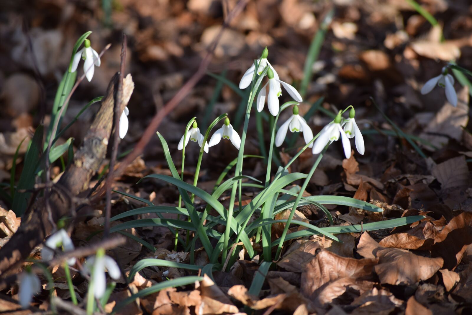 Nikon D3300 sample photo. Galanthus, schneeglöckchen, snowdrops photography