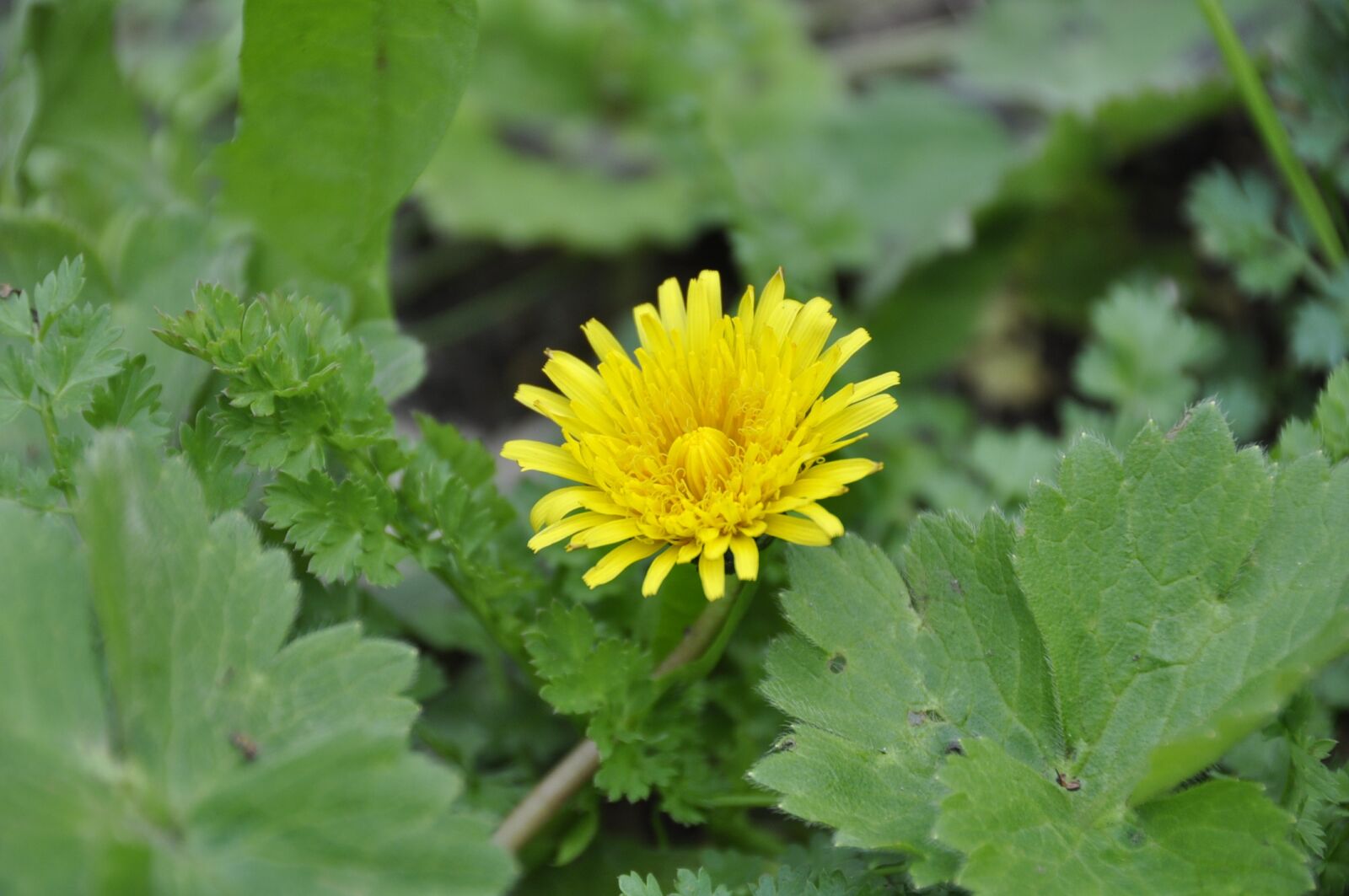 Nikon D90 sample photo. Flower, nature, forest photography