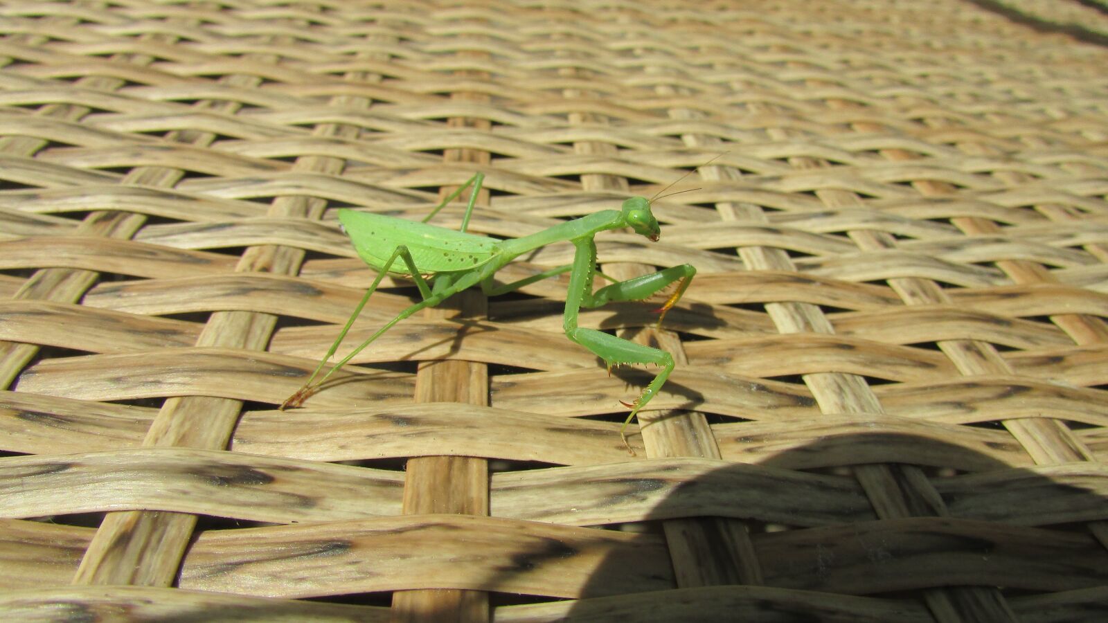 Canon PowerShot SX400 IS sample photo. Grasshopper, praying mantis, insect photography