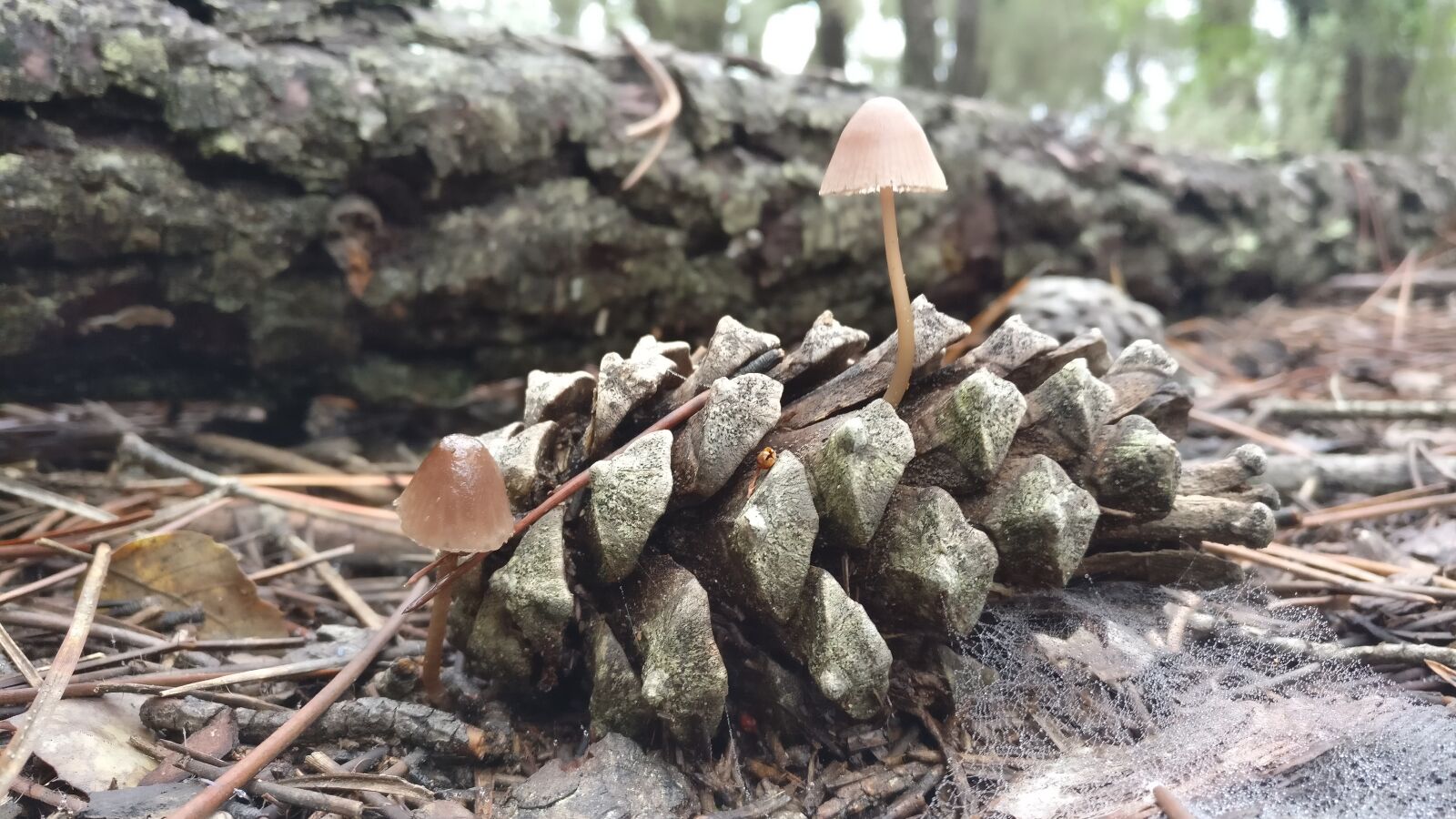 OnePlus A3003 sample photo. Mushrooms, fungi, pineapple photography