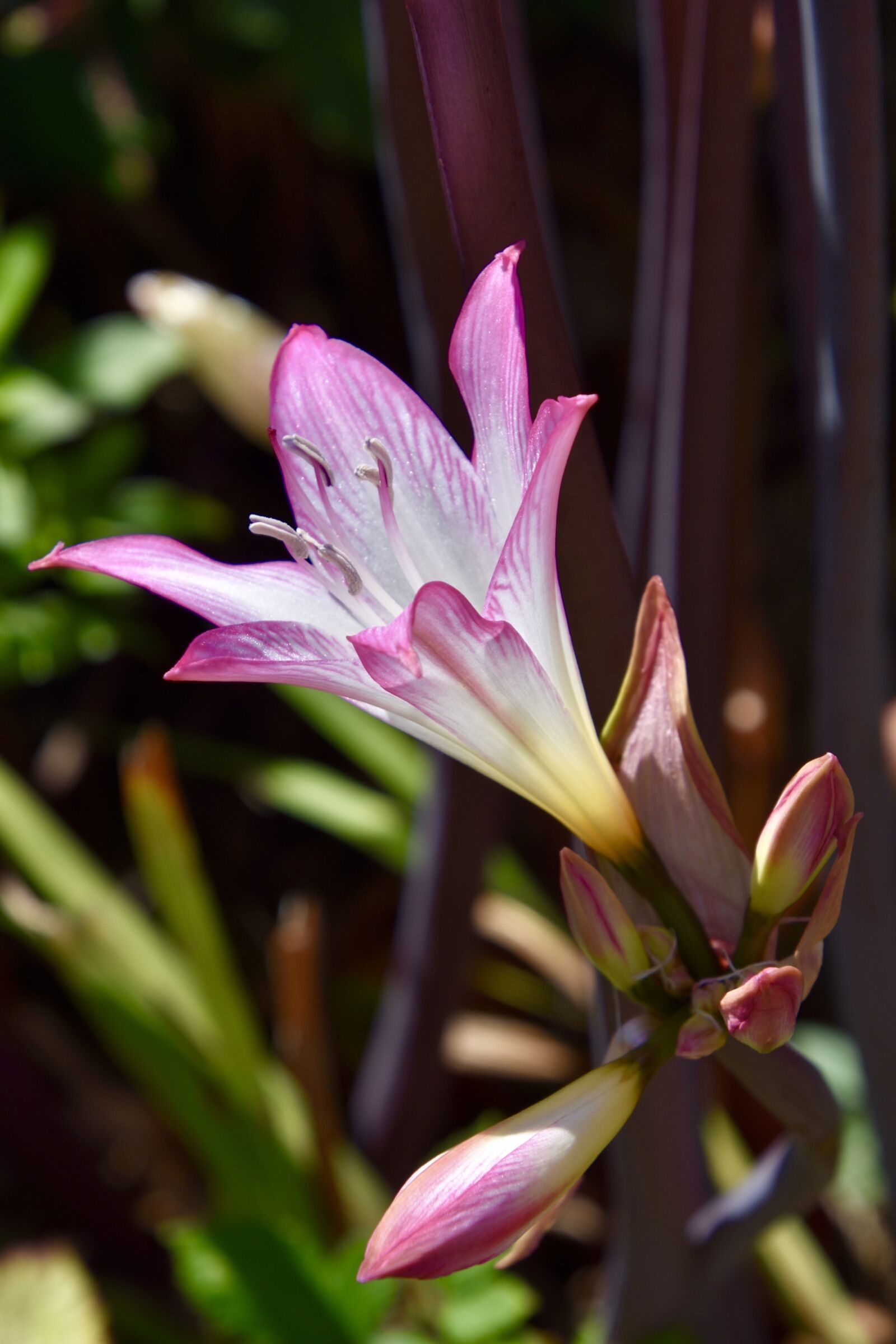 Nikon D3400 sample photo. Flower, lily, bloom photography