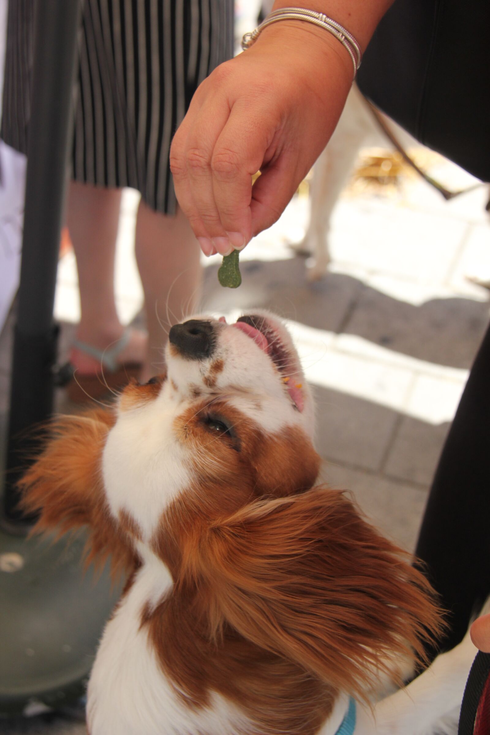 Canon EOS 550D (EOS Rebel T2i / EOS Kiss X4) sample photo. Treat, bone, dog photography