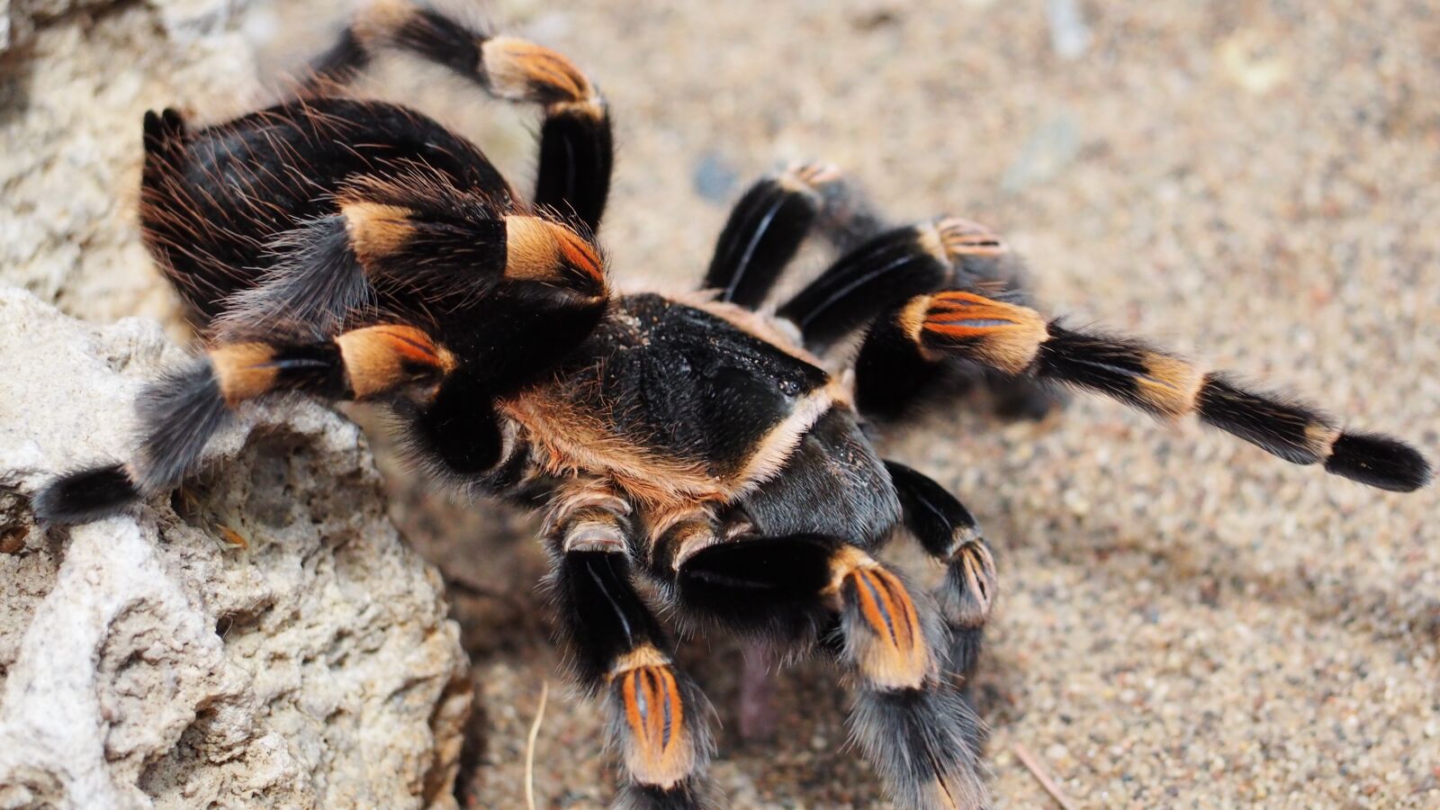 Olympus OM-D E-M10 II sample photo. Tarantula, spider, animal photography