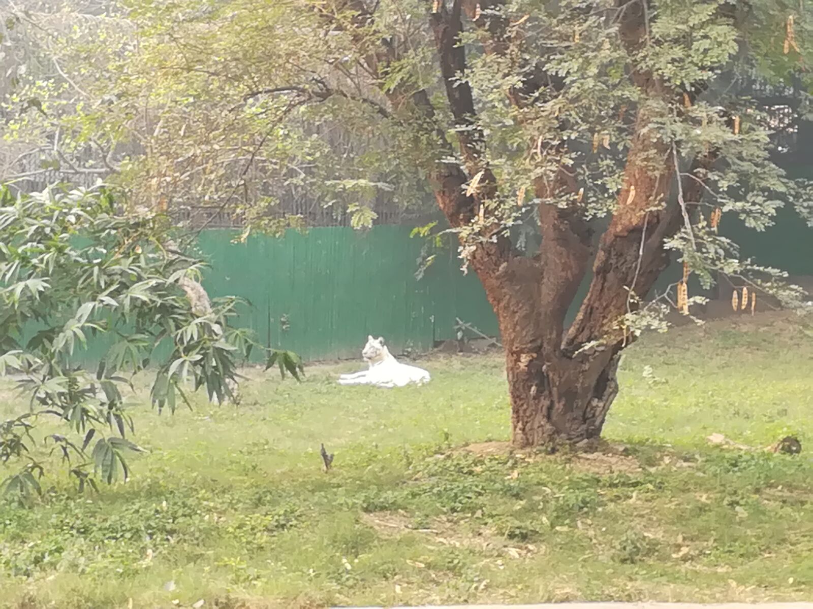 HUAWEI honor 6x sample photo. Lion, zoo lion, indian photography