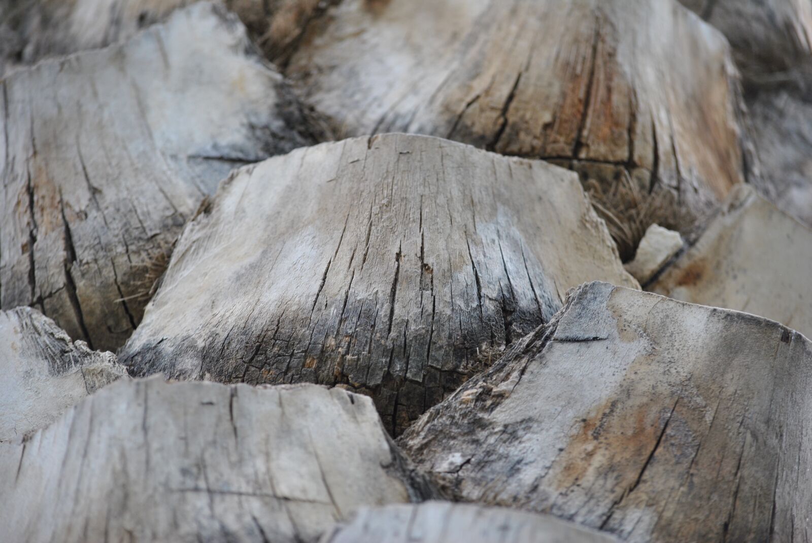 Nikon D3000 sample photo. Palma, texture, nature photography