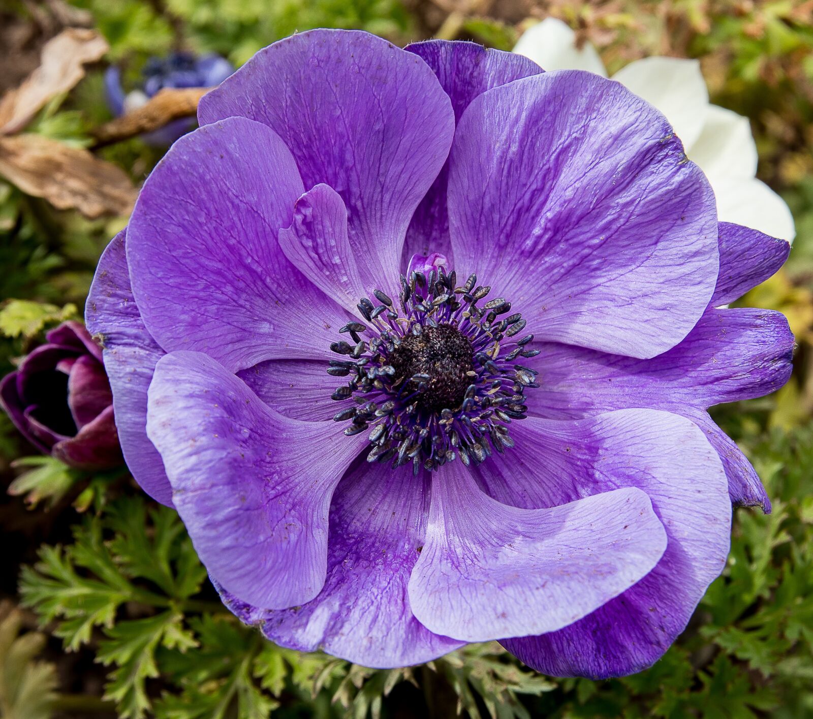 Canon EOS 80D sample photo. Anemone, flower, plant photography