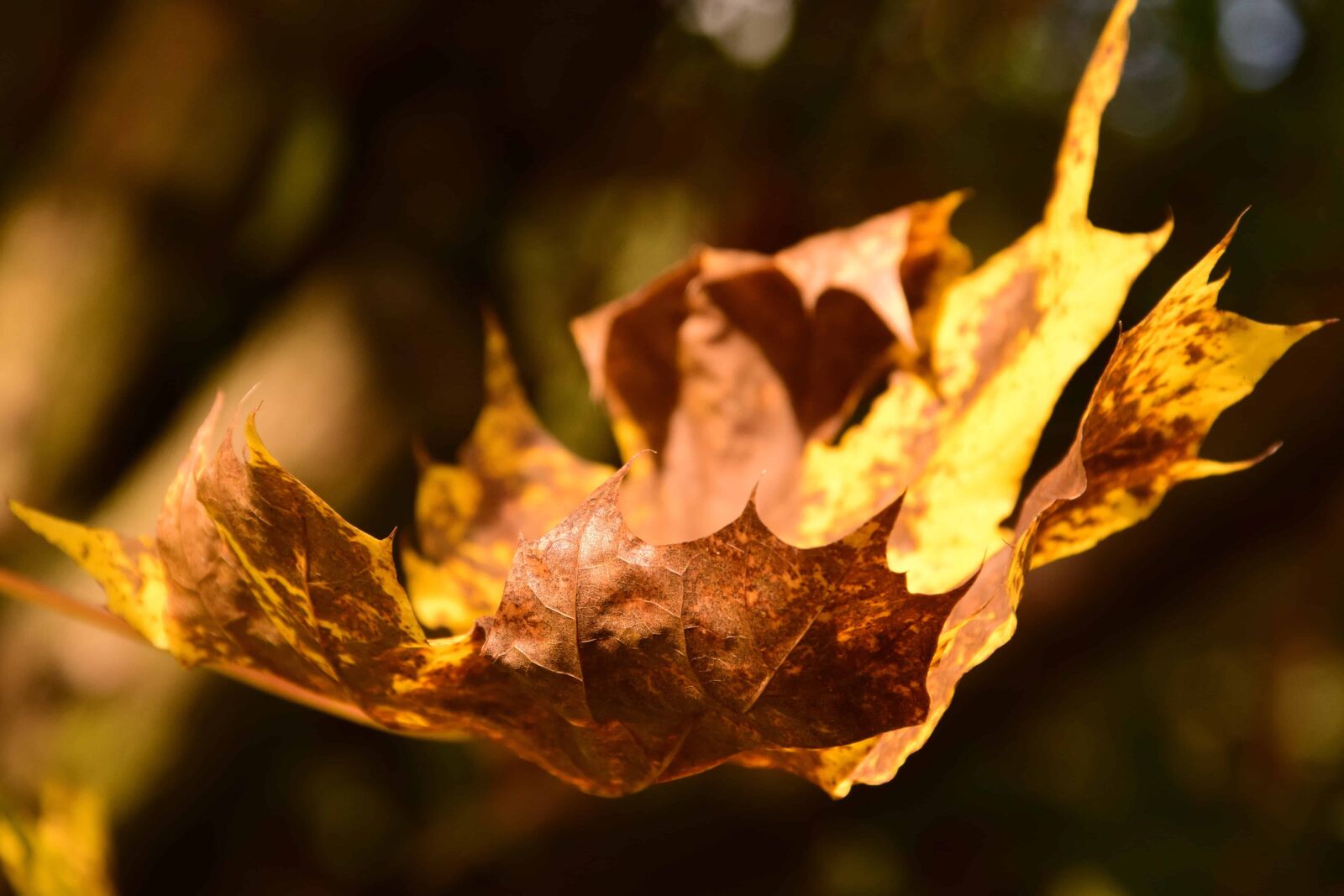 Nikon D3300 sample photo. Flora, leaf, nature, dry photography