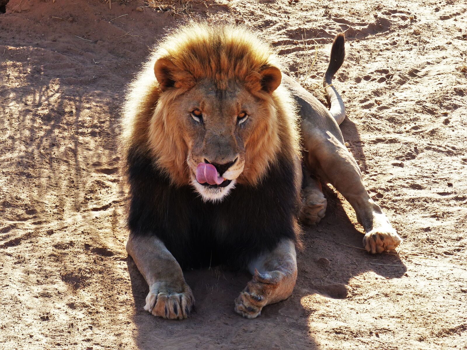 Panasonic Lumix DMC-FZ200 sample photo. Lion, animal, big cat photography