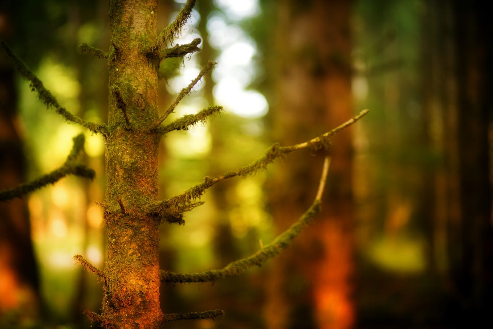 Canon EOS 5D sample photo. Forest, tree, close up photography