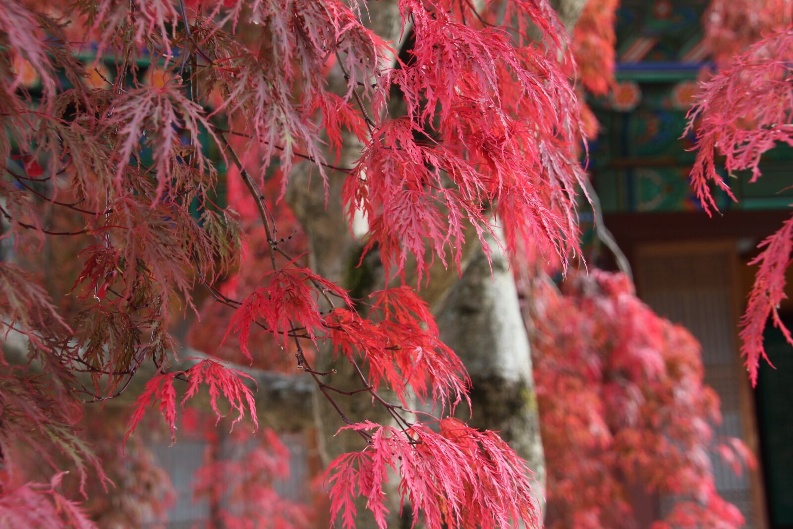 Canon EOS 100D (EOS Rebel SL1 / EOS Kiss X7) sample photo. Autumn, red, maple photography
