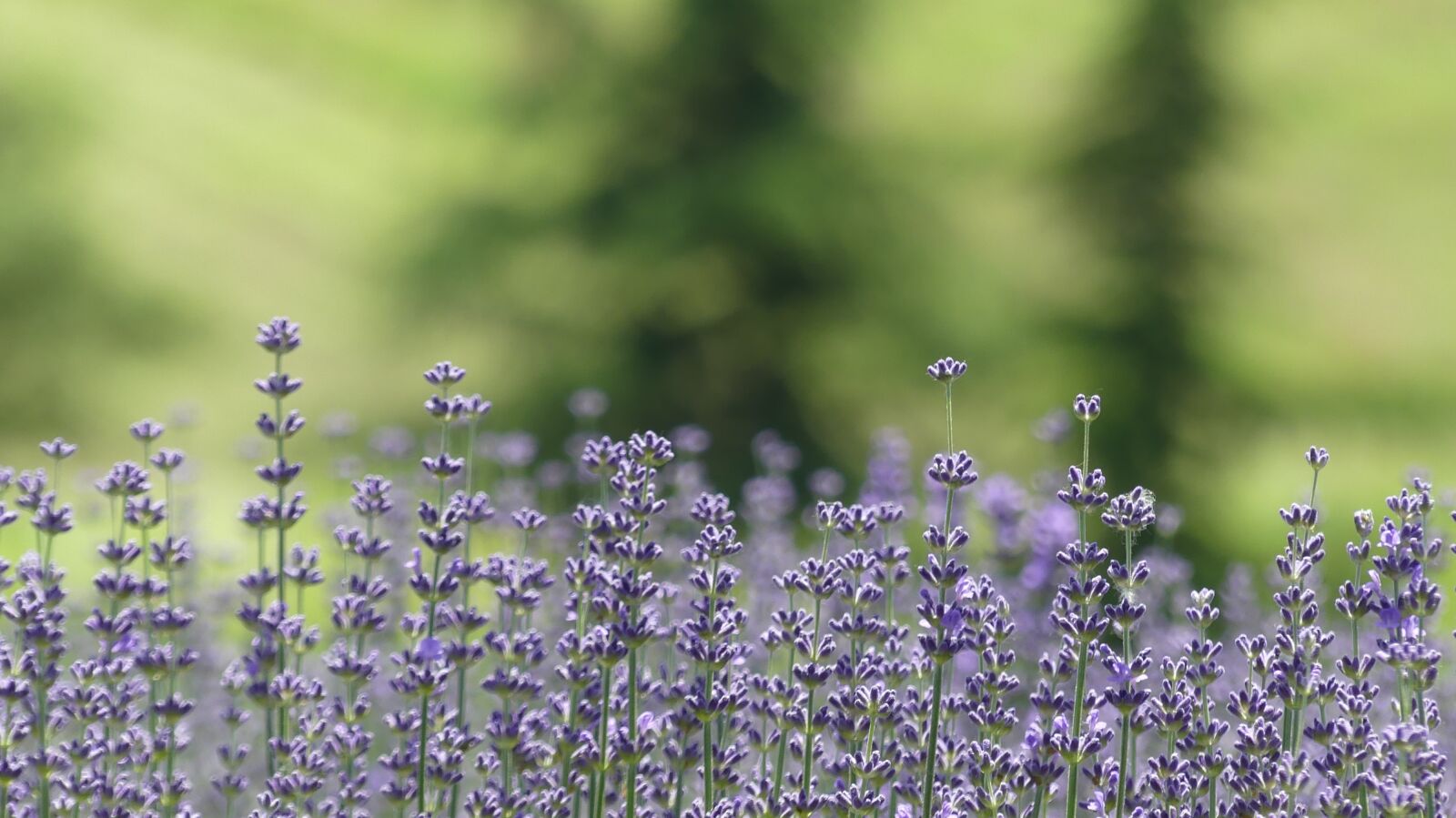 Panasonic Lumix DMC-FZ300 sample photo. Lavender, plant, flora photography